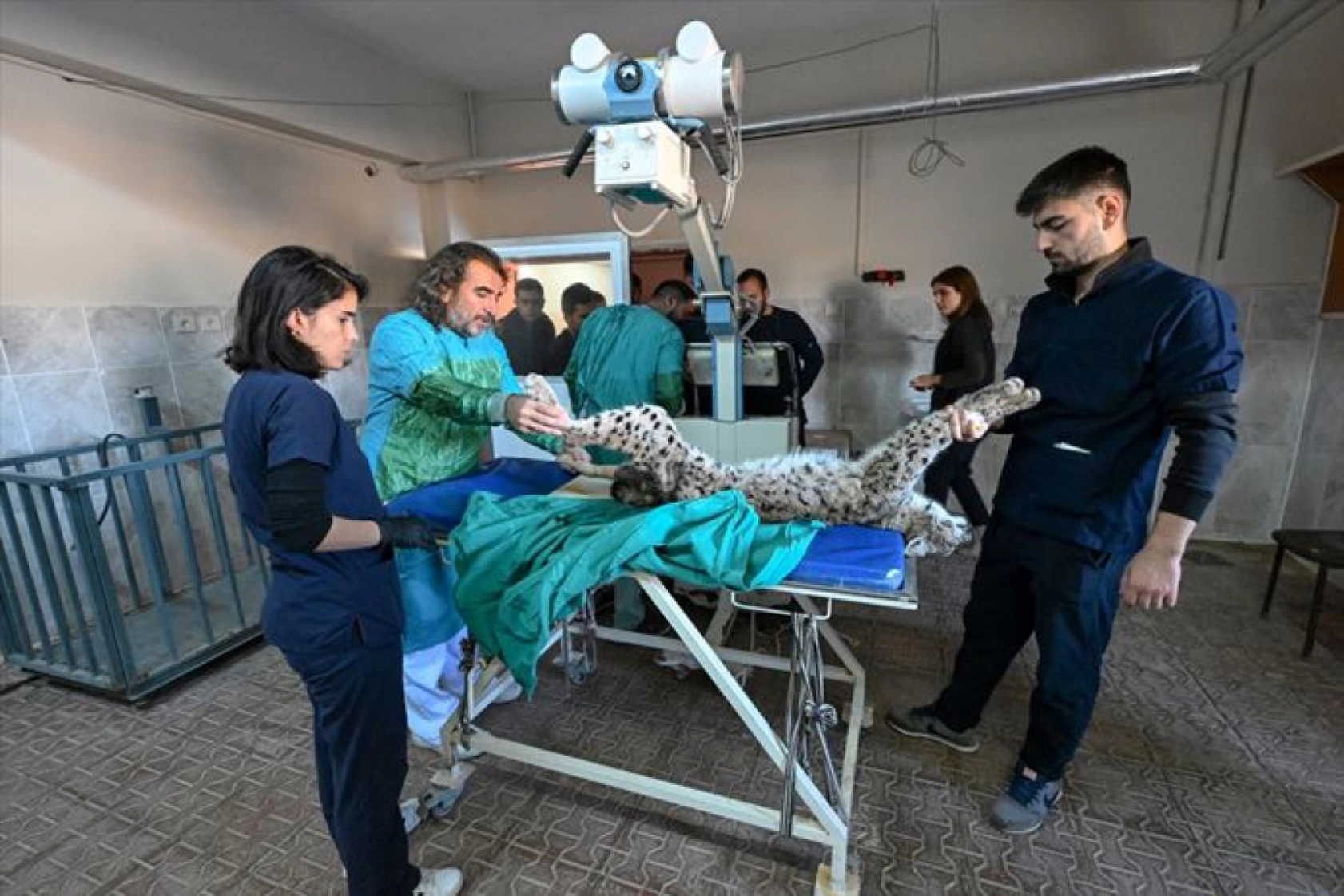 Van'da nesli tükenme tehlikesi altındaki yaralı vaşak için ekipler seferber oldu