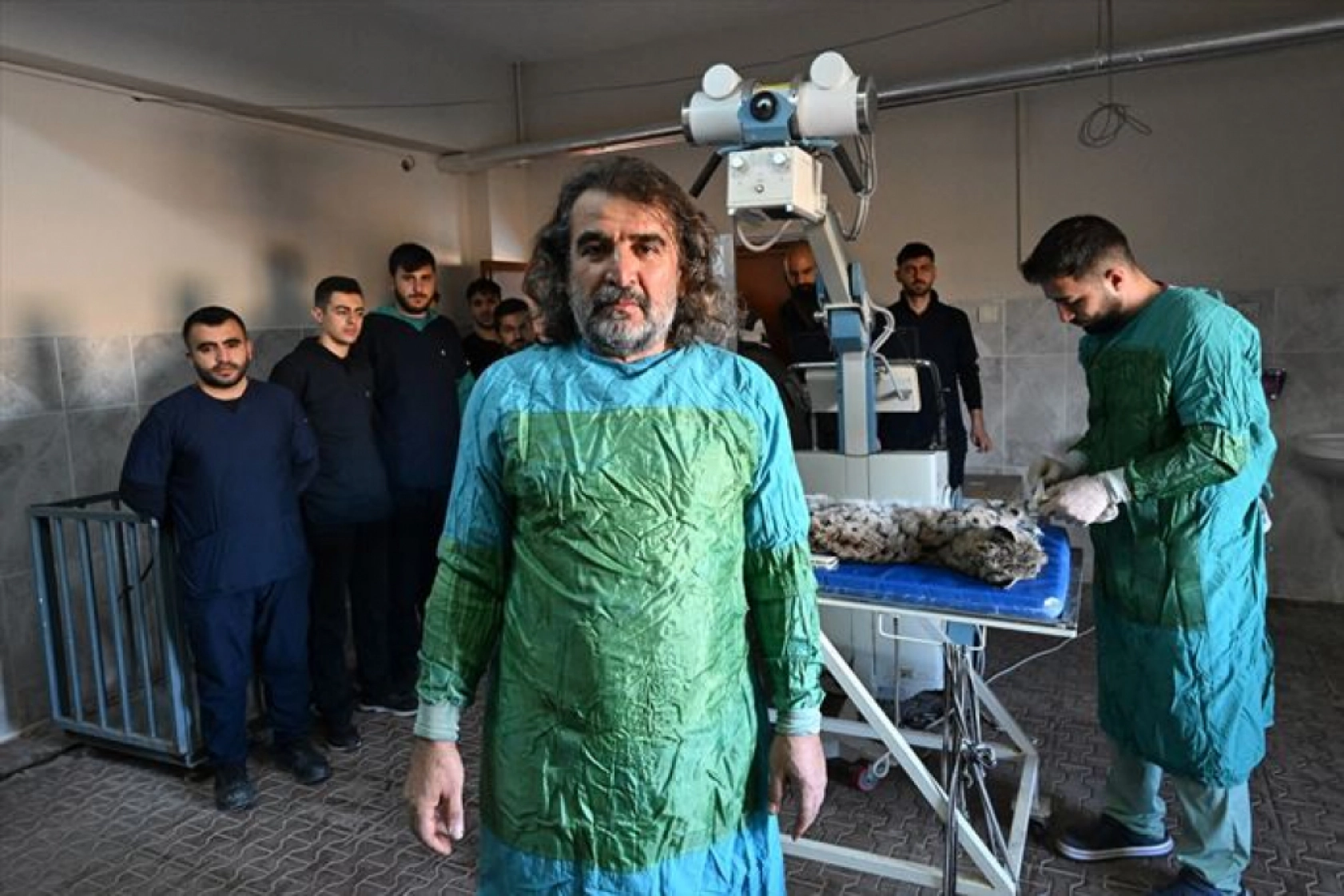 Van'da nesli tükenme tehlikesi altındaki yaralı vaşak için ekipler seferber oldu