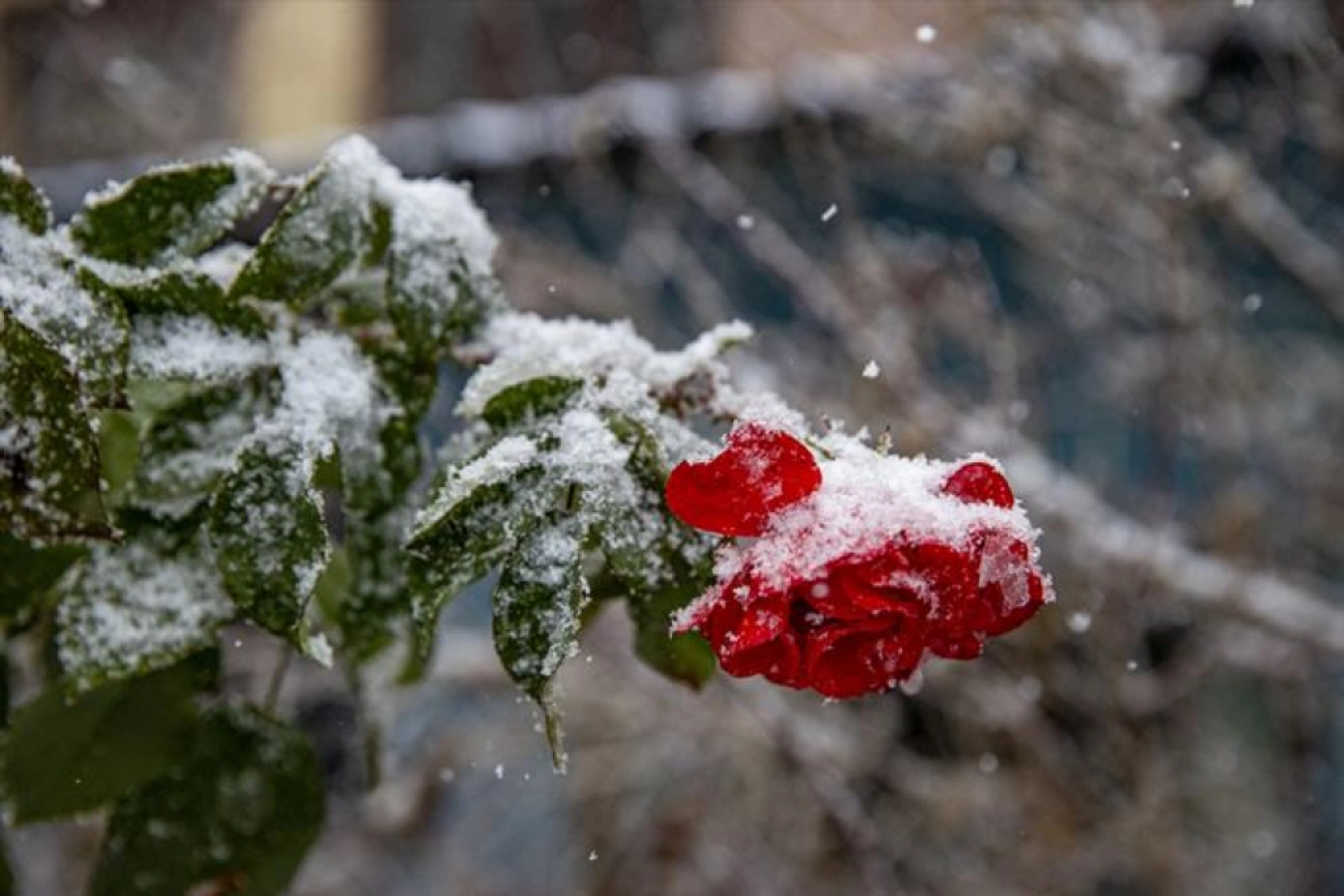 Doğu Anadolu'da kar etkili oluyor