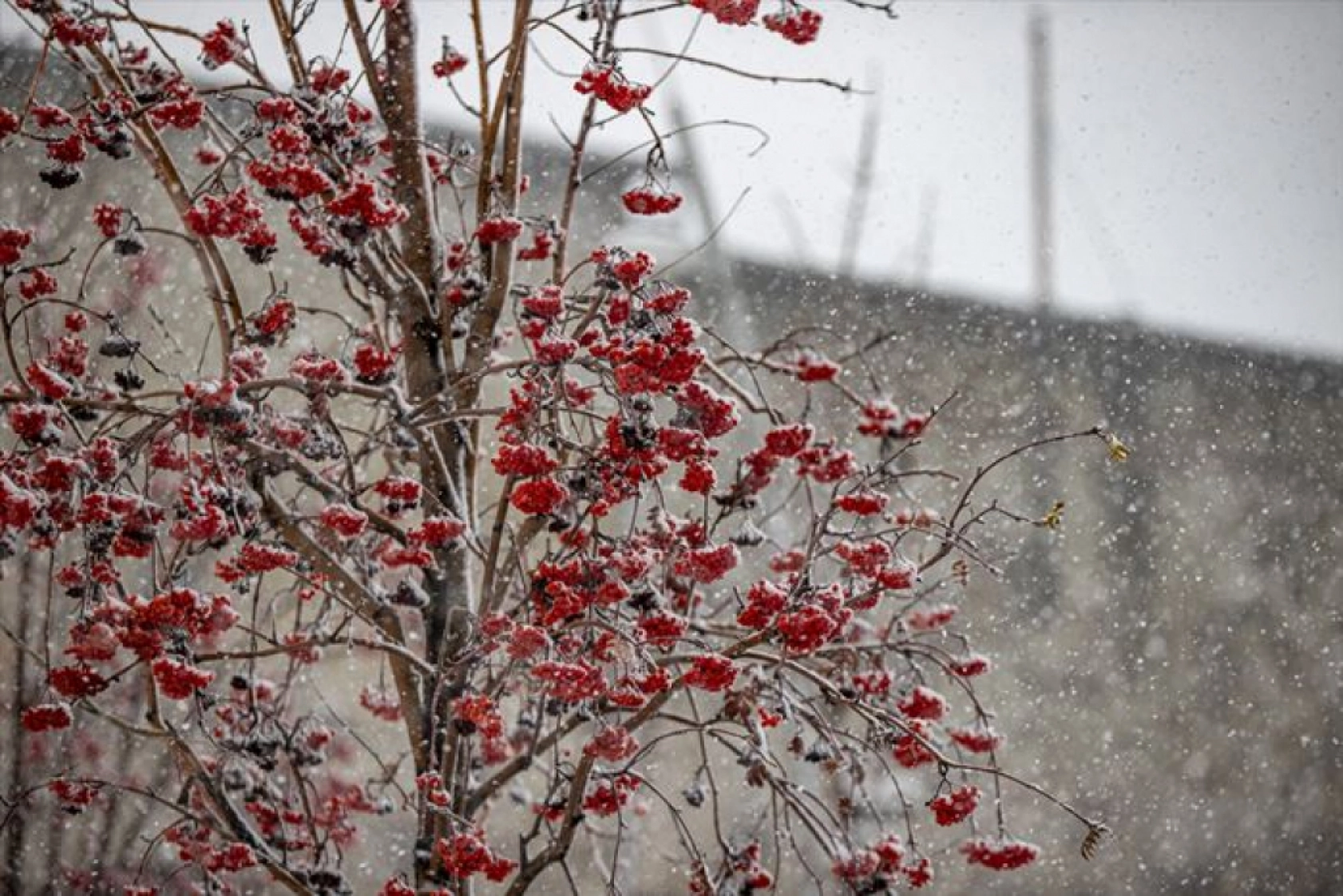 Doğu Anadolu'da kar etkili oluyor
