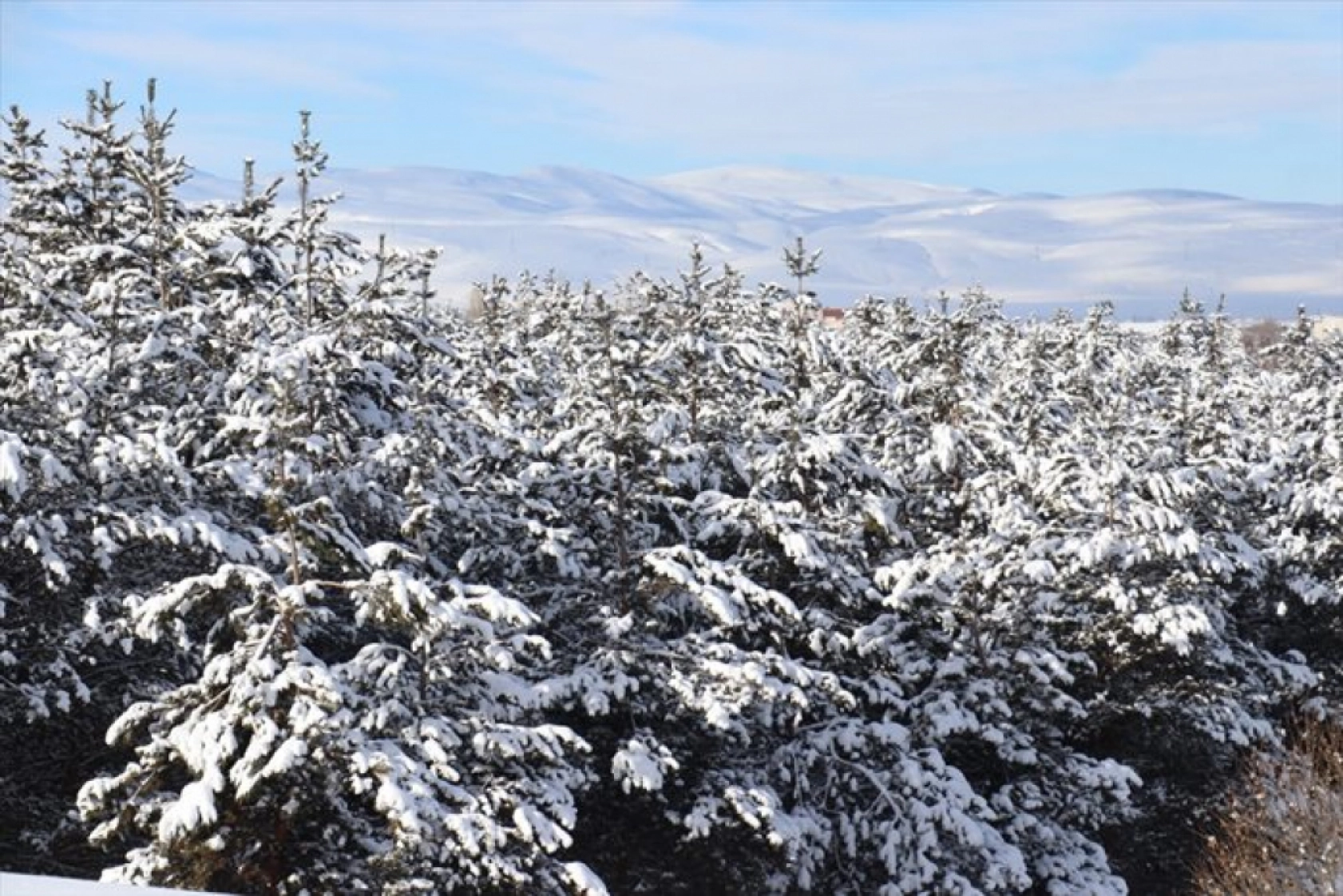 Erzurum, Kars, Ardahan, Ağrı ve Tunceli'de dondurucu soğuk etkili oluyor