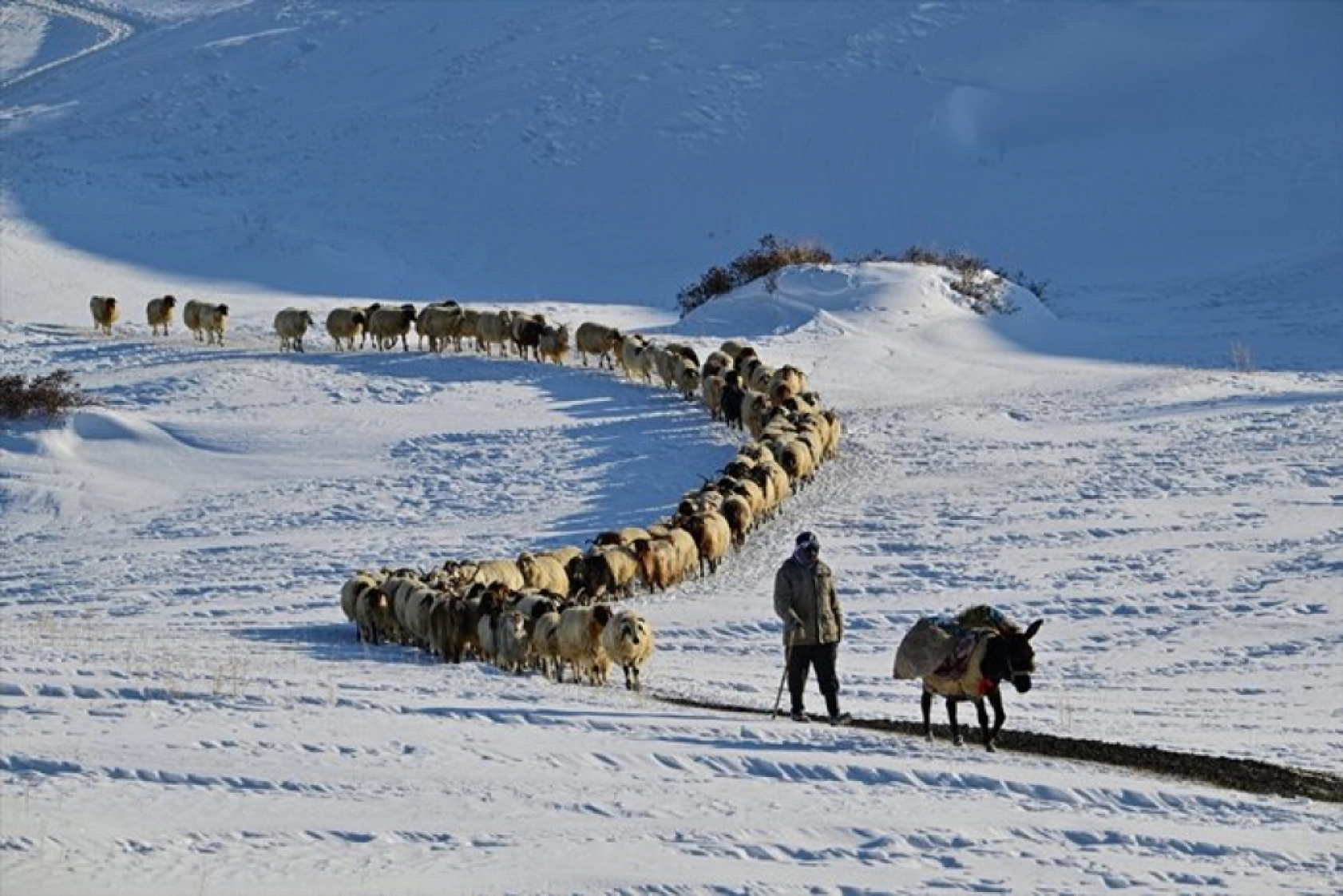 Van'da besiciler kışın zorluklarına rağmen hayvanların bakımını ihmal etmiyor