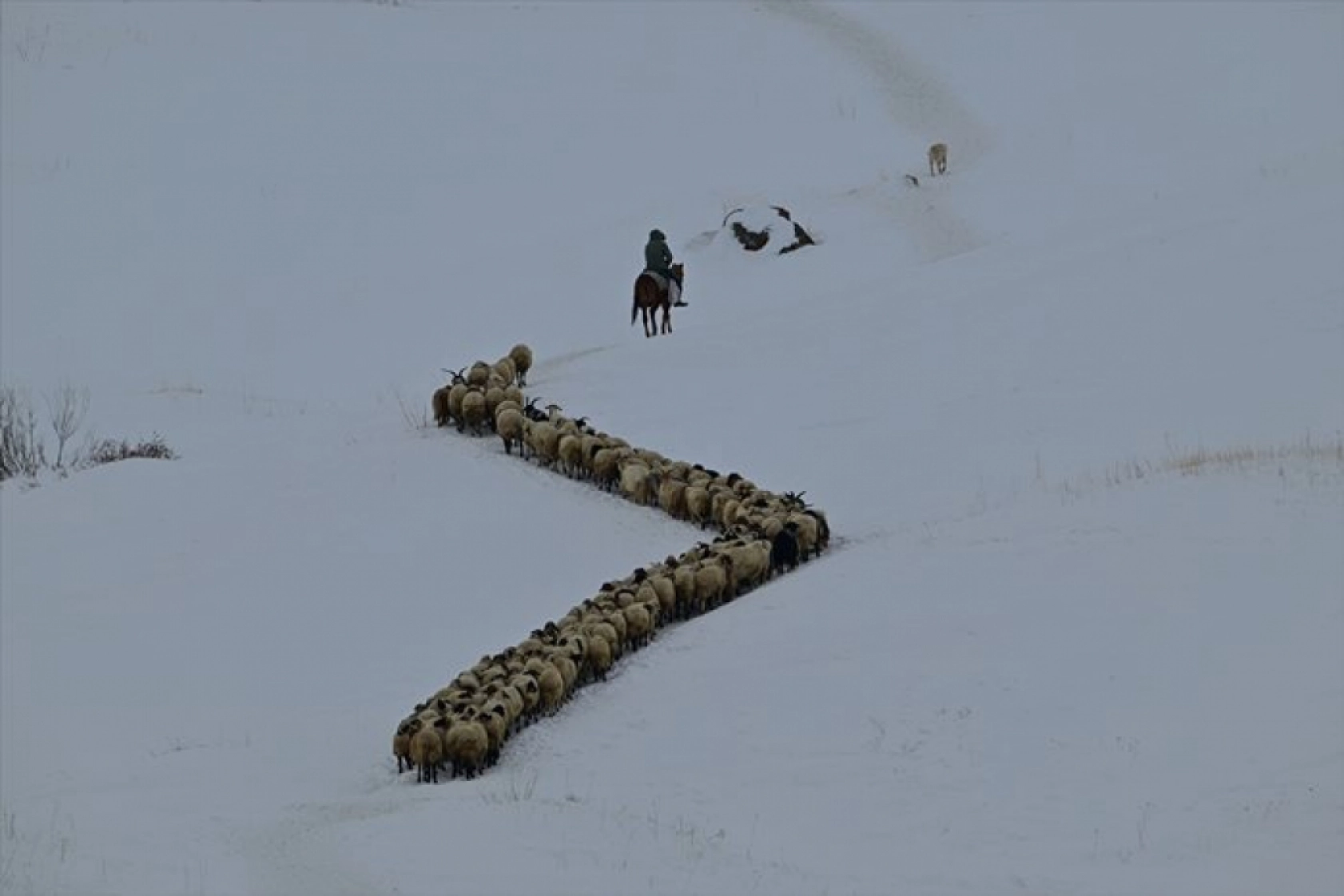 Van'da besiciler kışın zorluklarına rağmen hayvanların bakımını ihmal etmiyor