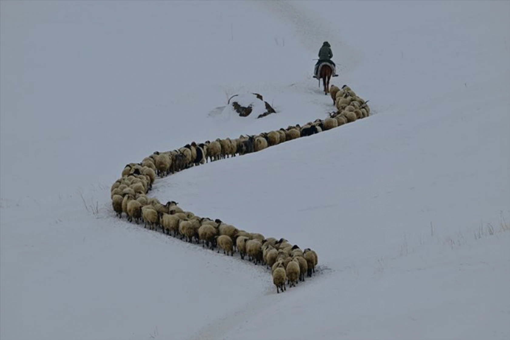 Van'da besiciler kışın zorluklarına rağmen hayvanların bakımını ihmal etmiyor