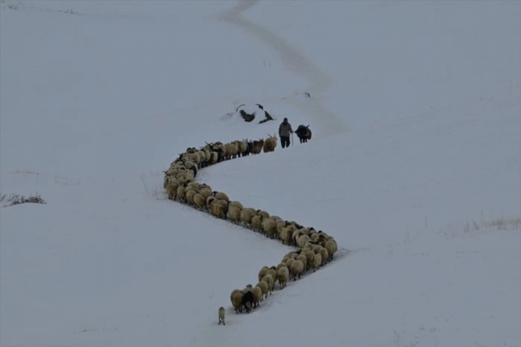 Van'da besiciler kışın zorluklarına rağmen hayvanların bakımını ihmal etmiyor