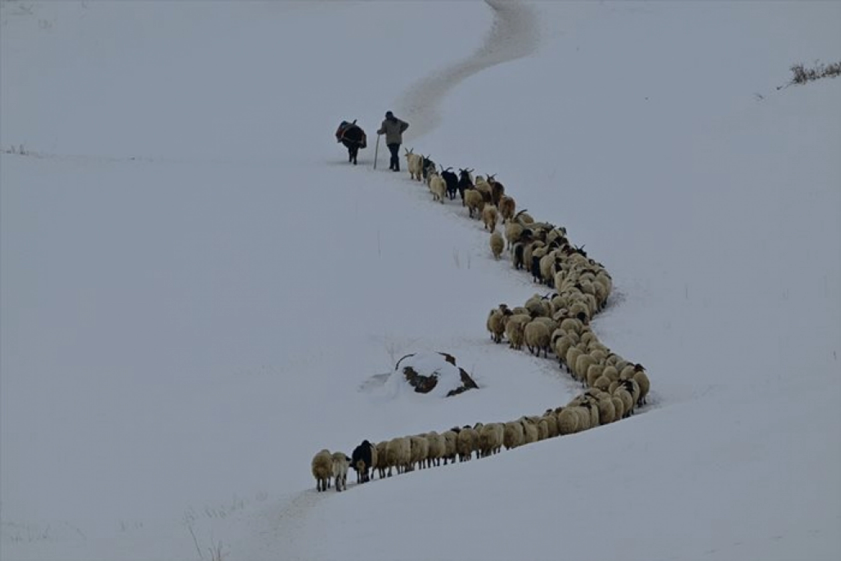 Van'da besiciler kışın zorluklarına rağmen hayvanların bakımını ihmal etmiyor