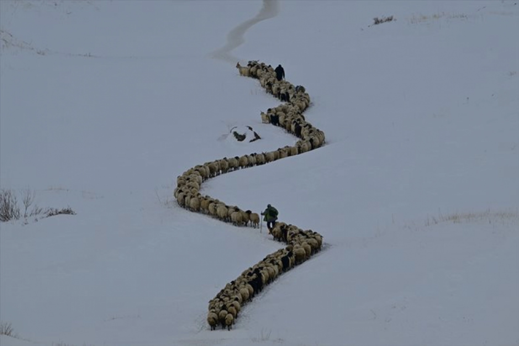 Van'da besiciler kışın zorluklarına rağmen hayvanların bakımını ihmal etmiyor
