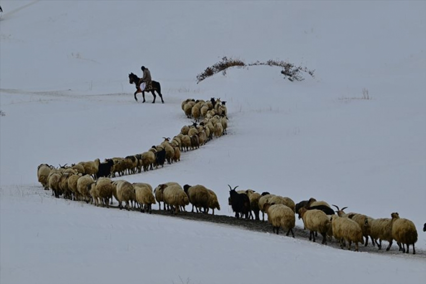 Van'da besiciler kışın zorluklarına rağmen hayvanların bakımını ihmal etmiyor