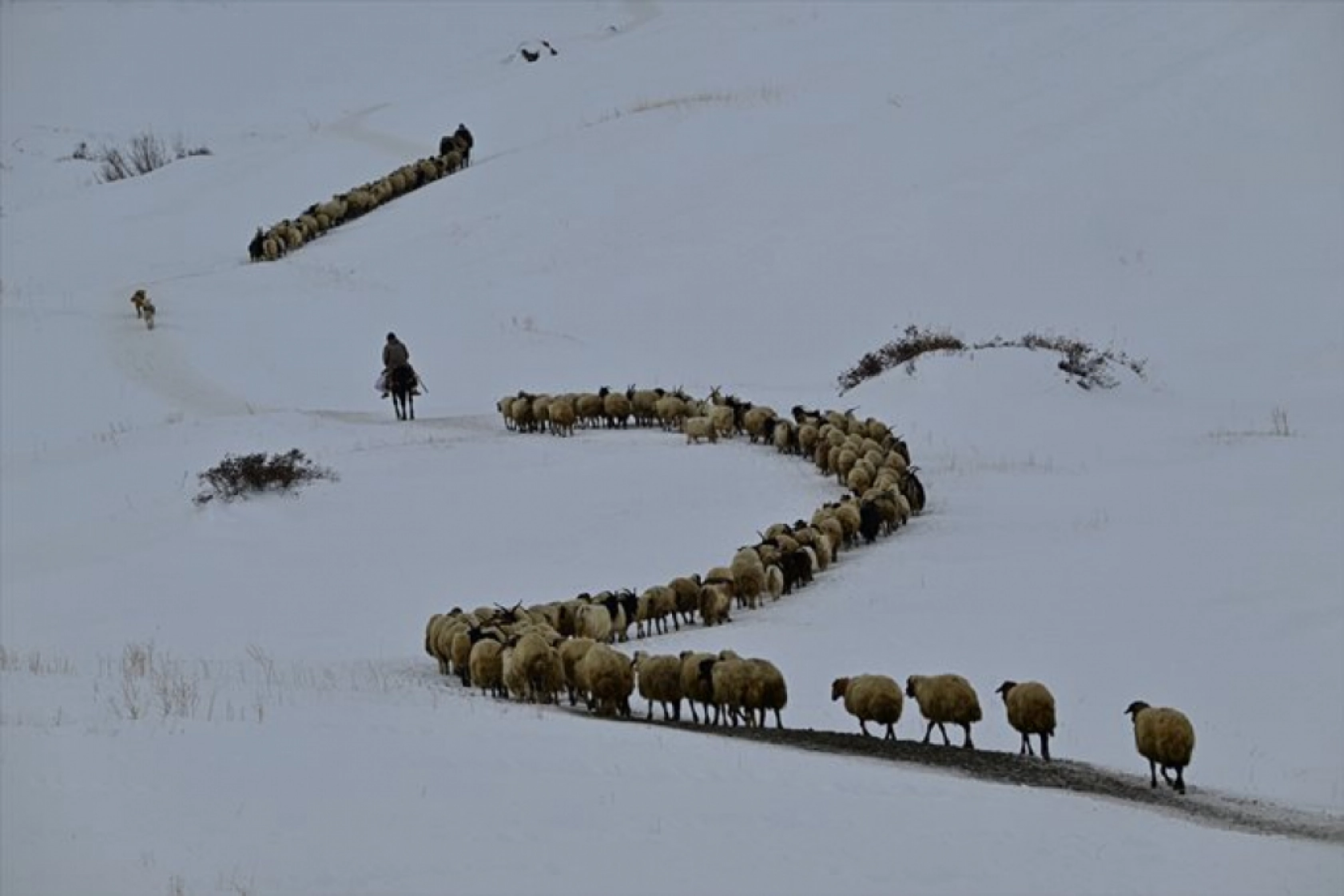 Van'da besiciler kışın zorluklarına rağmen hayvanların bakımını ihmal etmiyor