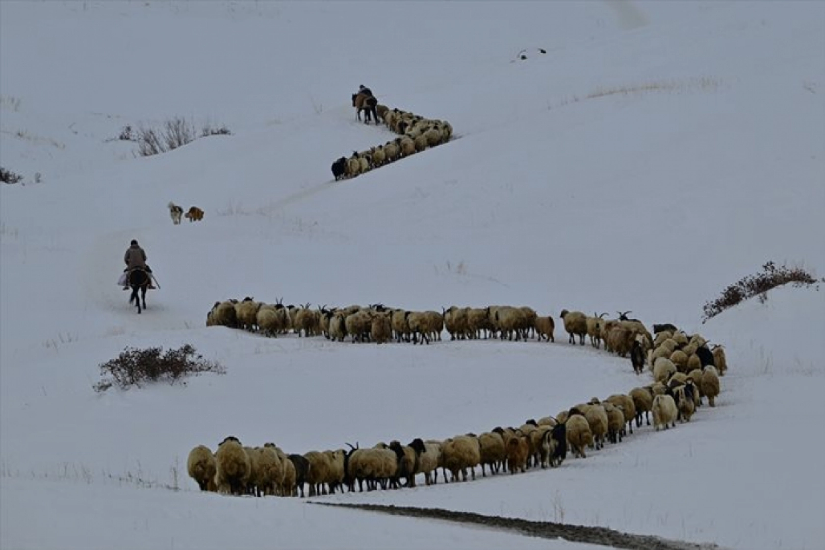 Van'da besiciler kışın zorluklarına rağmen hayvanların bakımını ihmal etmiyor
