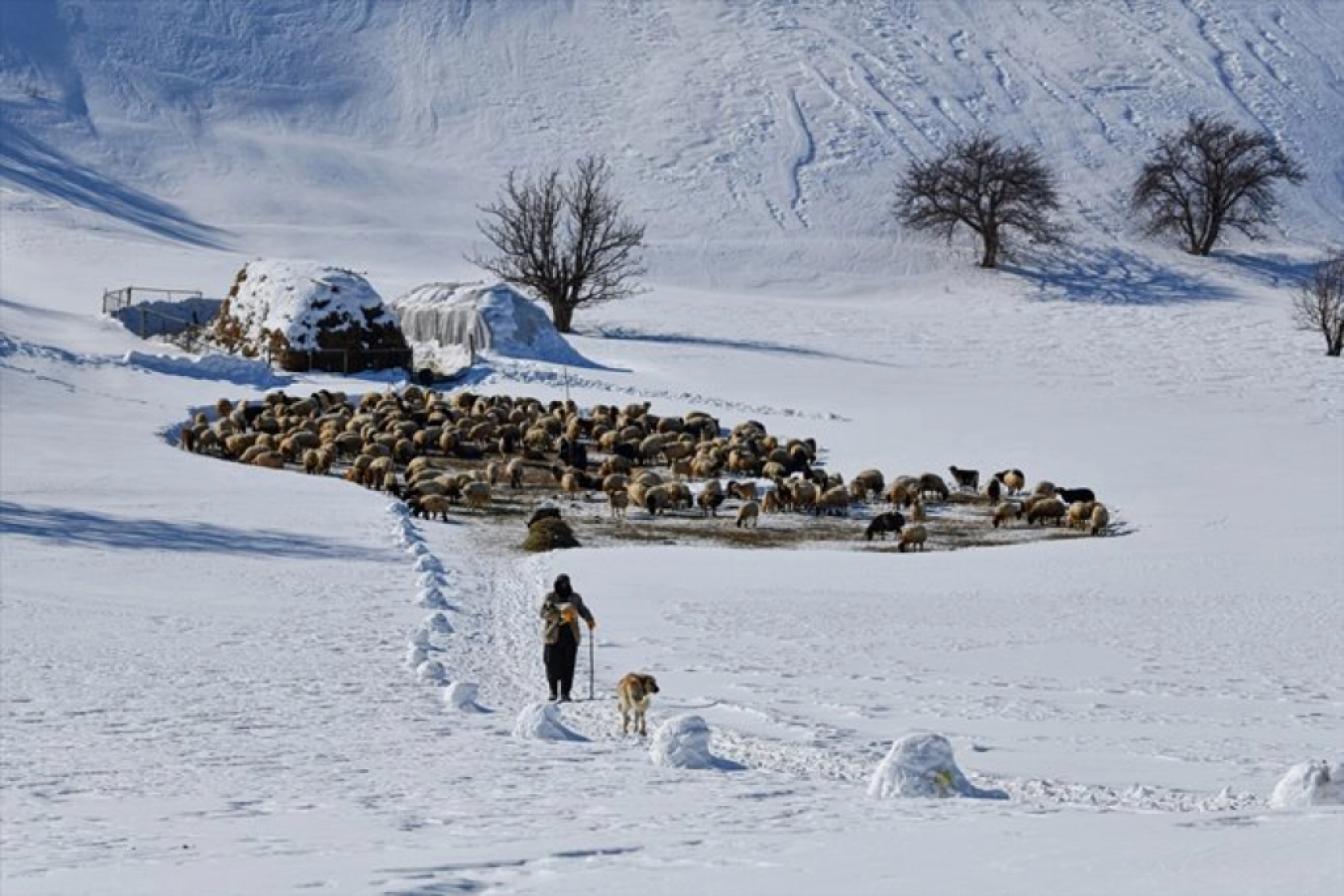 Van'da besiciler kışın zorluklarına rağmen hayvanların bakımını ihmal etmiyor