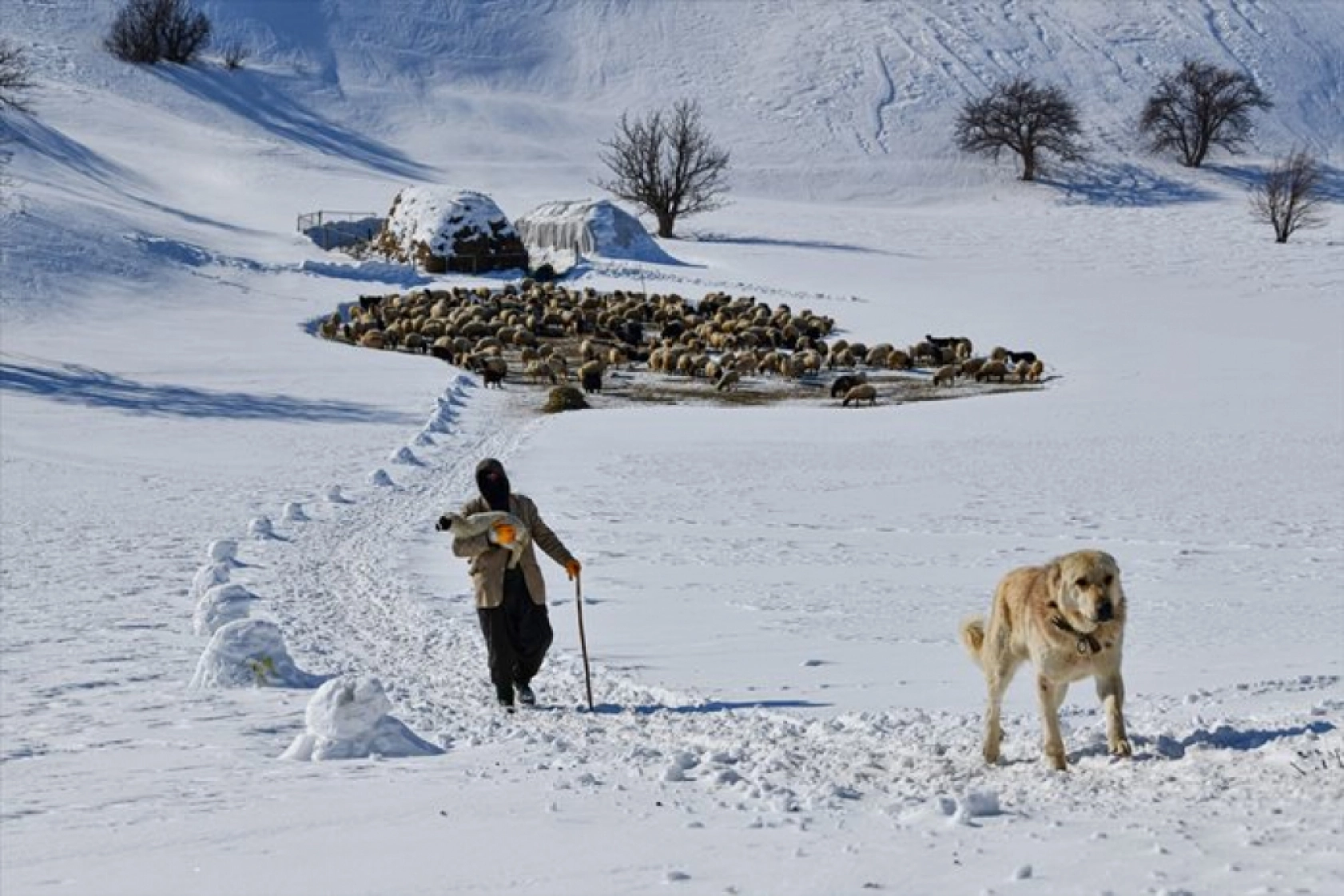 Van'da besiciler kışın zorluklarına rağmen hayvanların bakımını ihmal etmiyor