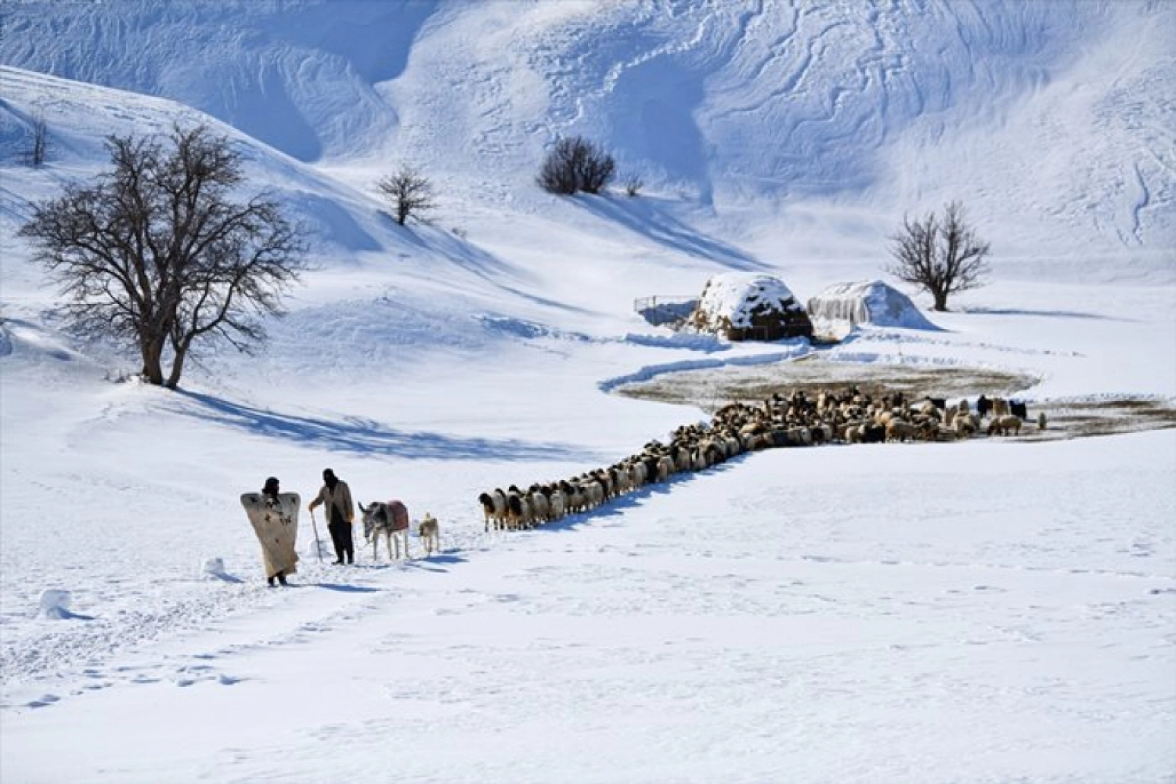 Van'da besiciler kışın zorluklarına rağmen hayvanların bakımını ihmal etmiyor