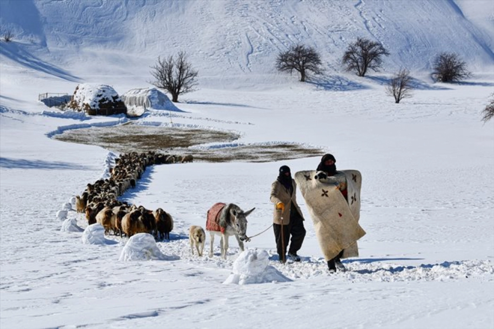 Van'da besiciler kışın zorluklarına rağmen hayvanların bakımını ihmal etmiyor