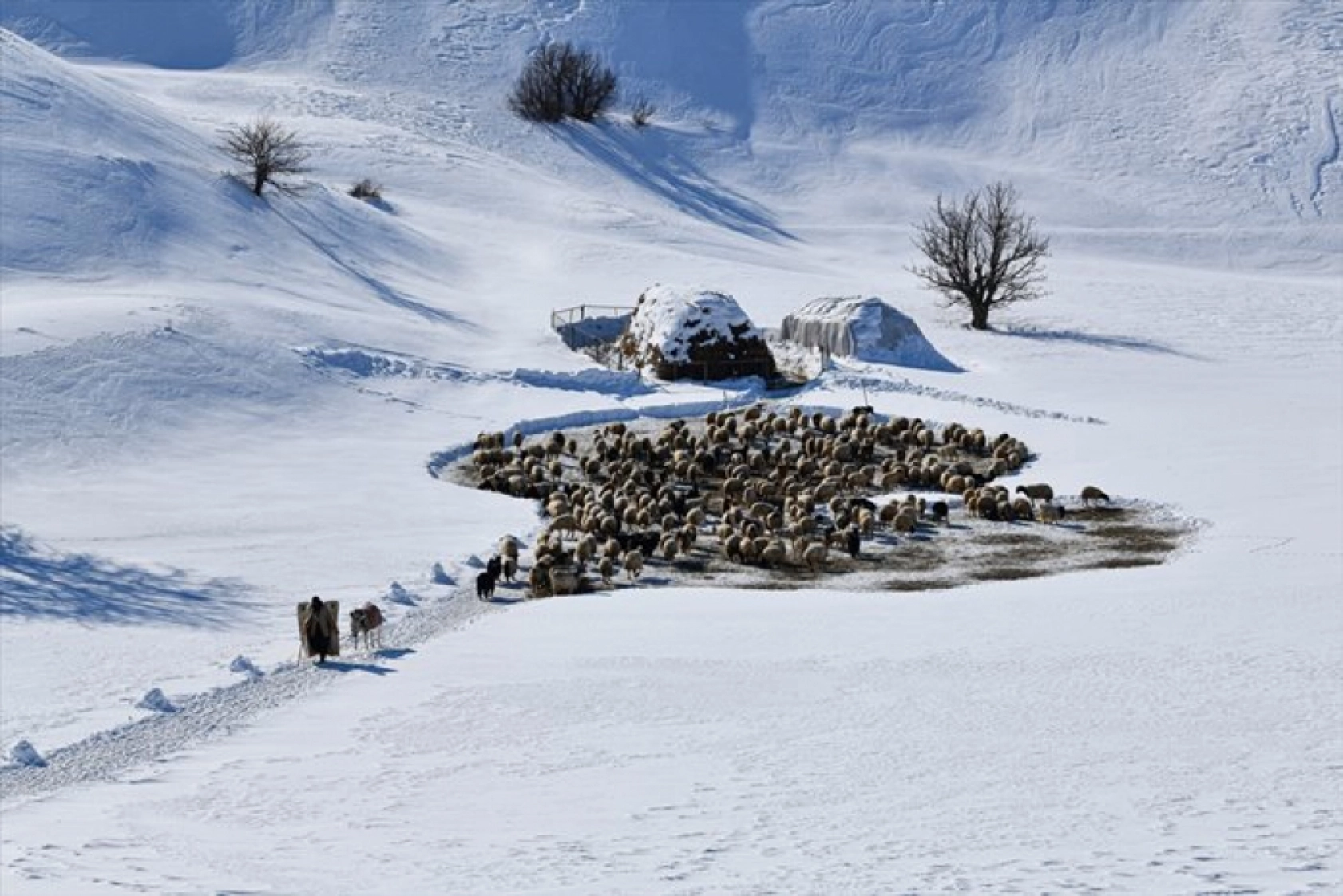 Van'da besiciler kışın zorluklarına rağmen hayvanların bakımını ihmal etmiyor