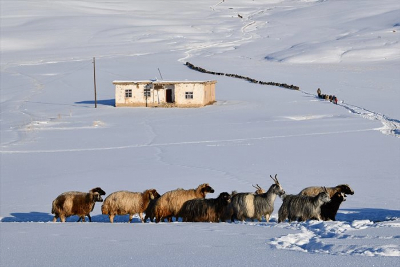 Van'da besiciler kışın zorluklarına rağmen hayvanların bakımını ihmal etmiyor