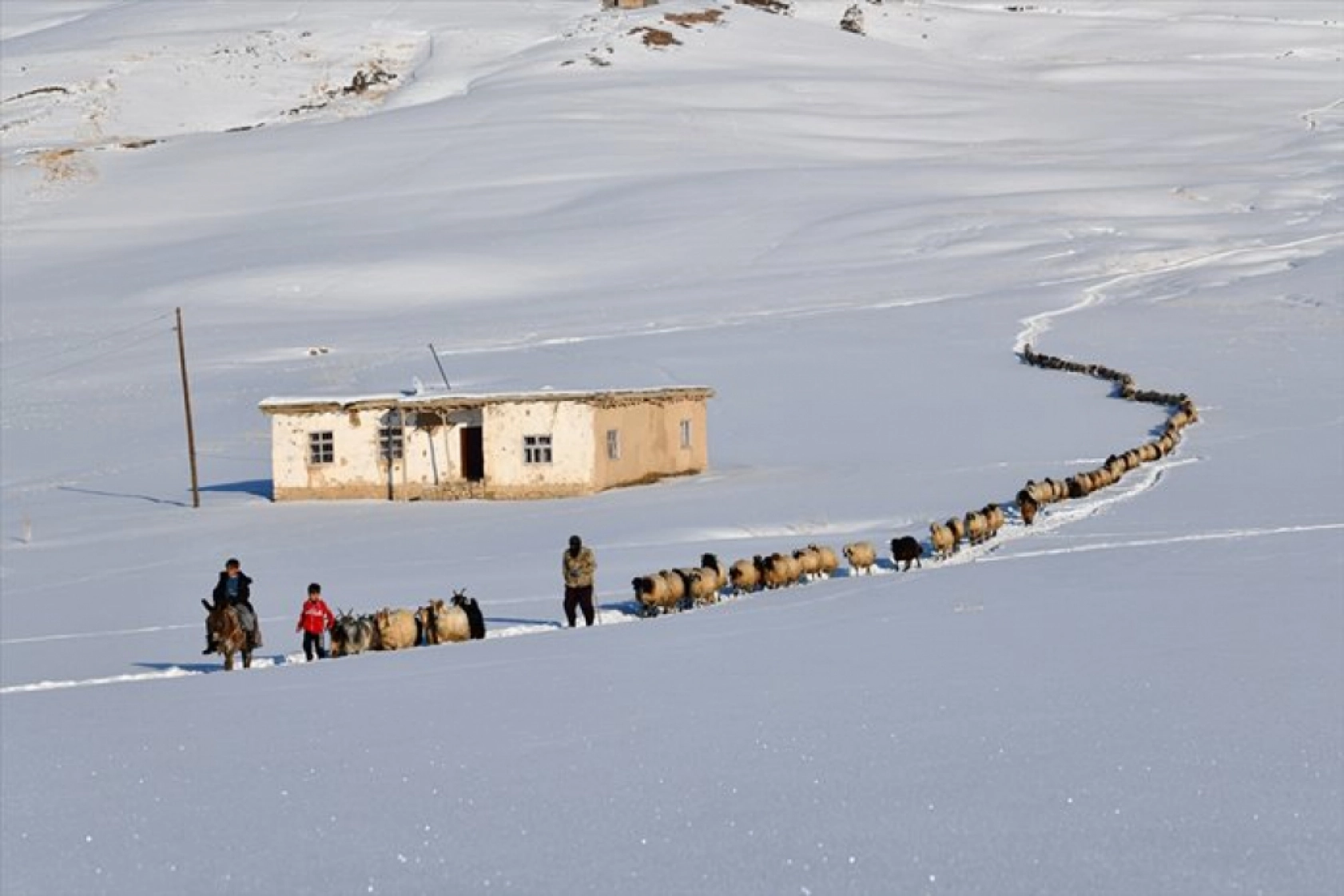 Van'da besiciler kışın zorluklarına rağmen hayvanların bakımını ihmal etmiyor