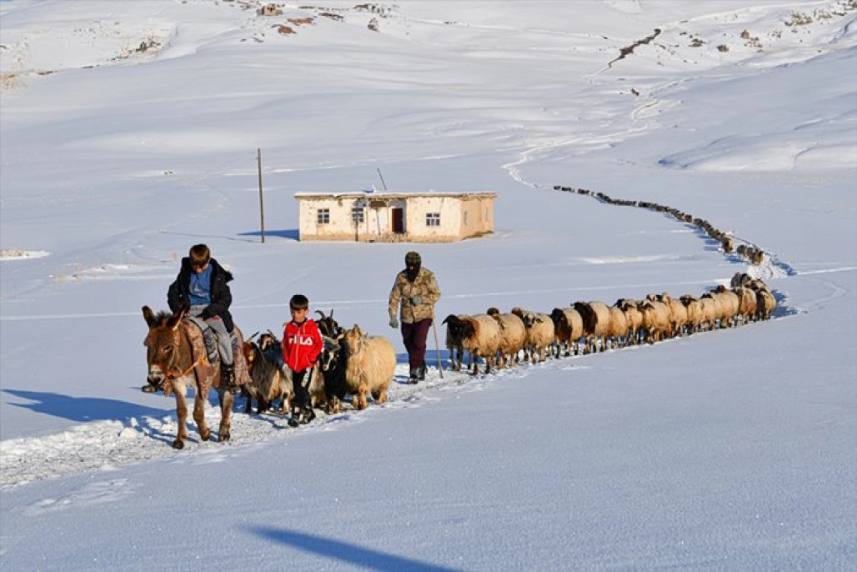 Van'da besiciler kışın zorluklarına rağmen hayvanların bakımını ihmal etmiyor