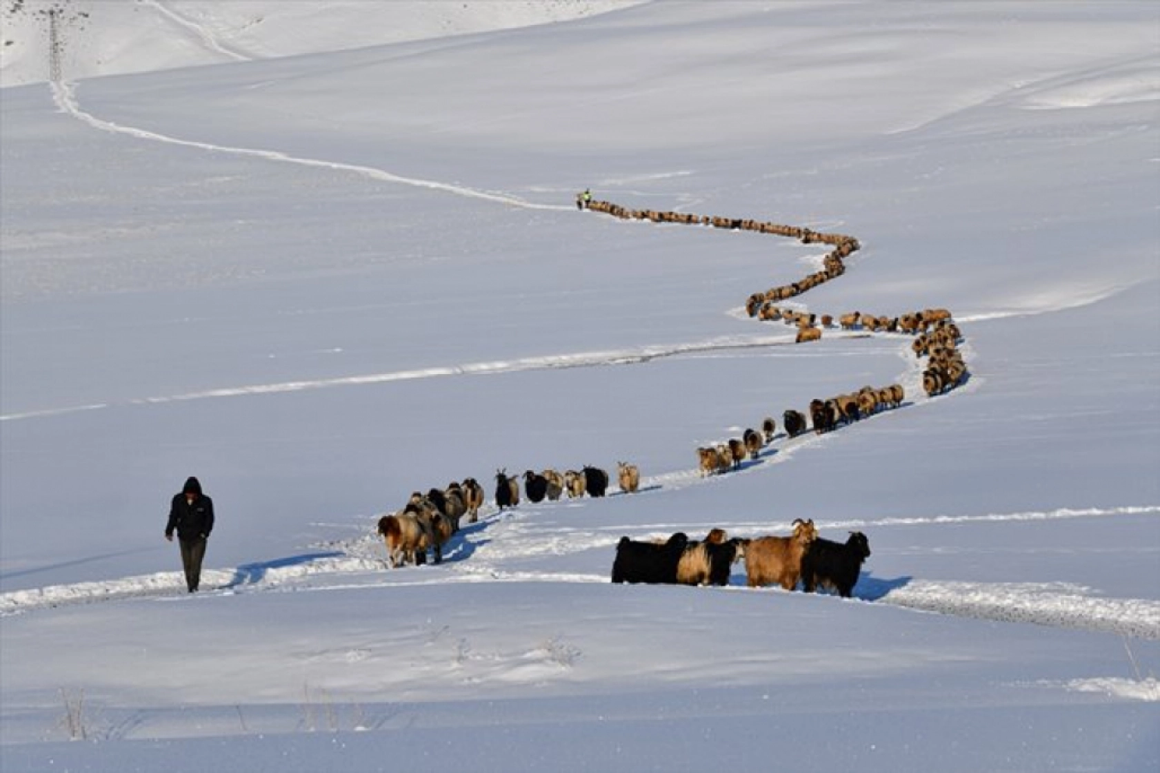 Van'da besiciler kışın zorluklarına rağmen hayvanların bakımını ihmal etmiyor