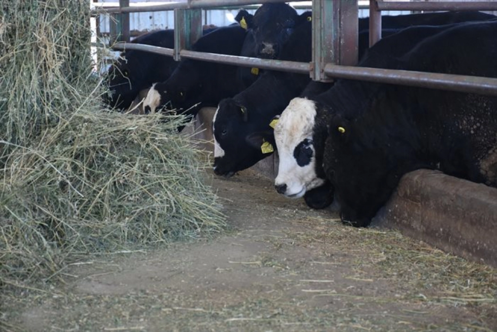 Devlet desteklerinden yararlanan besici, hayvan sayısını 12'ye katladı