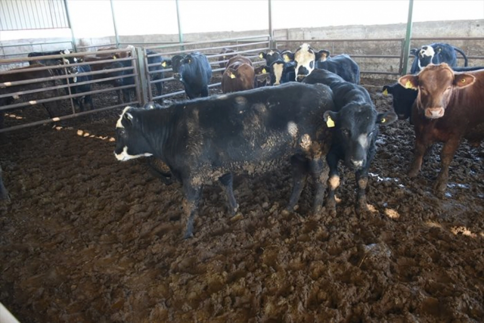 Devlet desteklerinden yararlanan besici, hayvan sayısını 12'ye katladı