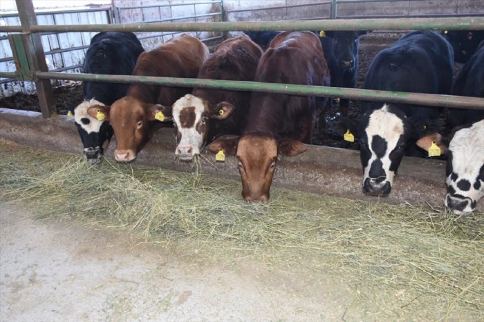 Devlet desteklerinden yararlanan besici, hayvan sayısını 12'ye katladı