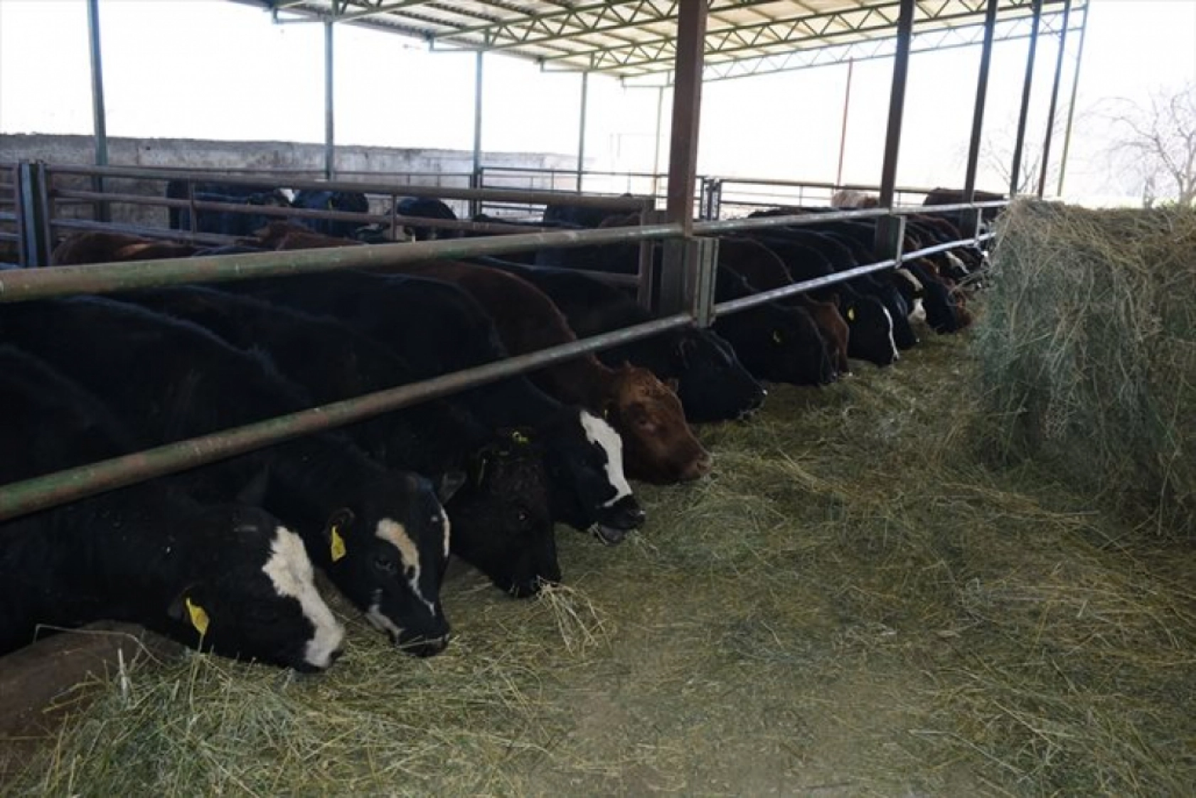 Devlet desteklerinden yararlanan besici, hayvan sayısını 12'ye katladı