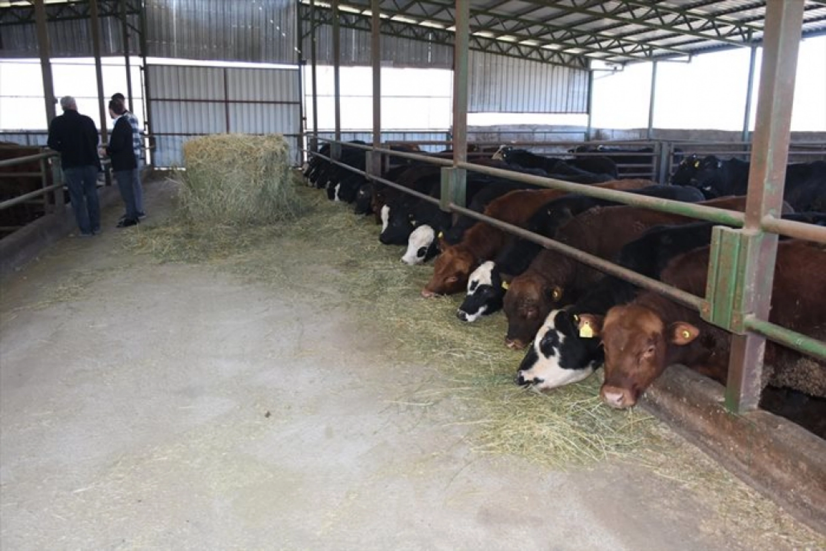 Devlet desteklerinden yararlanan besici, hayvan sayısını 12'ye katladı