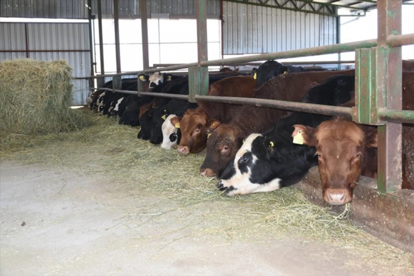 Devlet desteklerinden yararlanan besici, hayvan sayısını 12'ye katladı