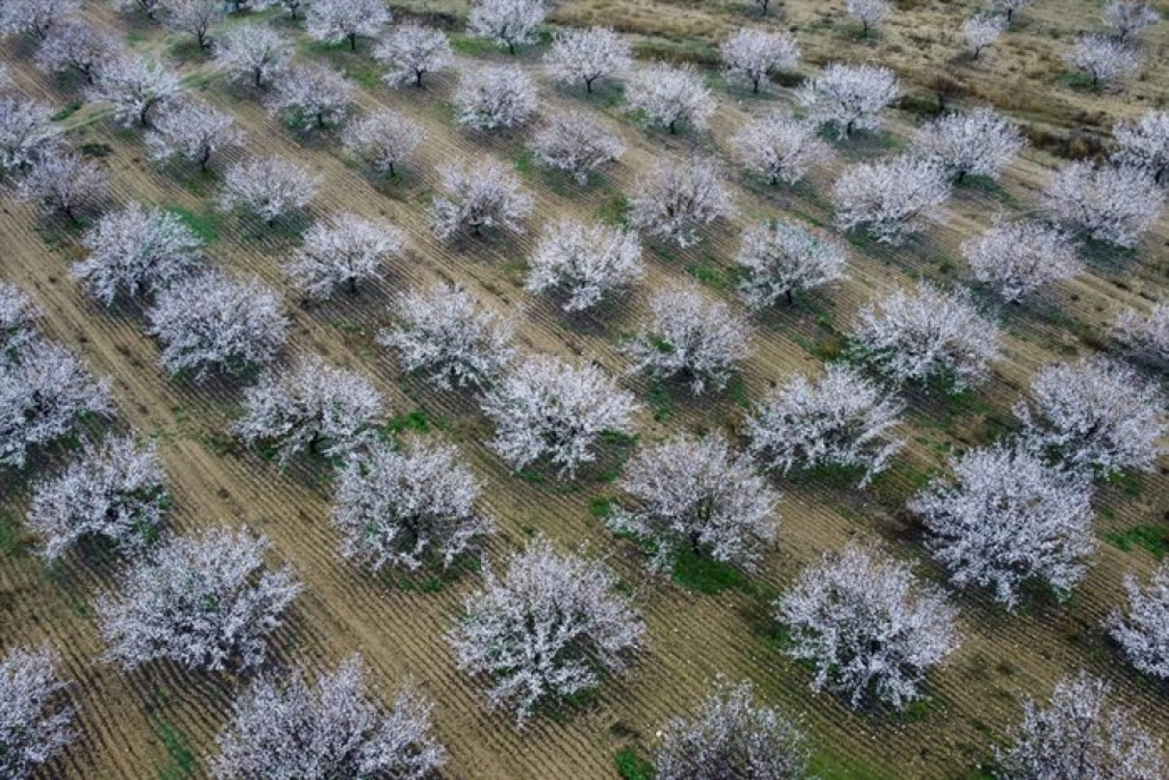 Malatya çiçek açtı