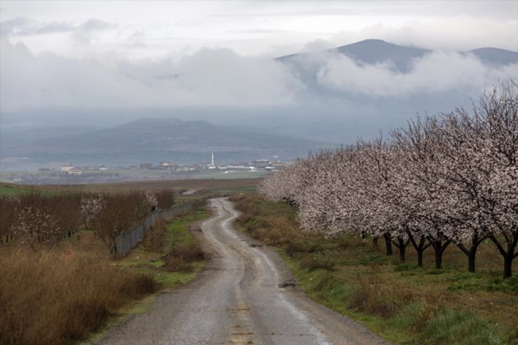 Malatya çiçek açtı