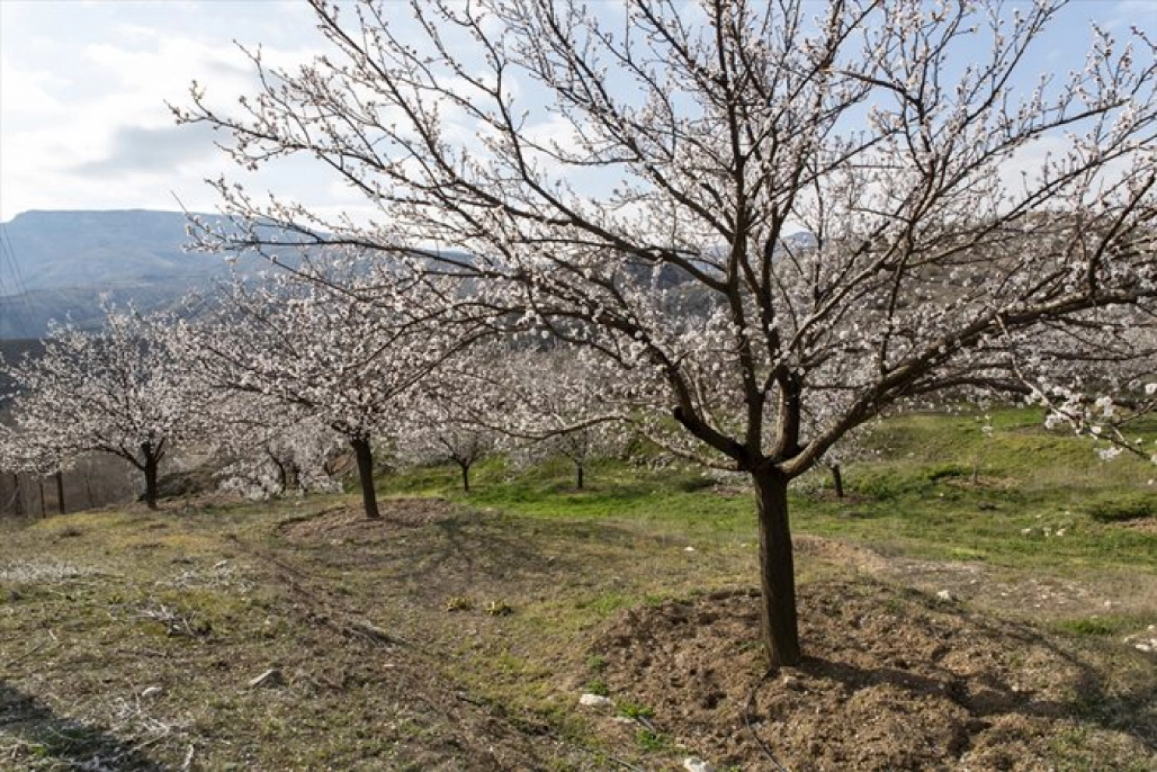Malatya çiçek açtı