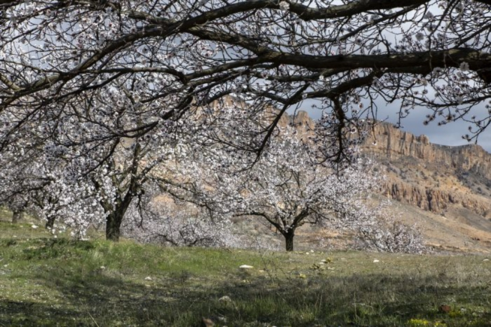 Malatya çiçek açtı