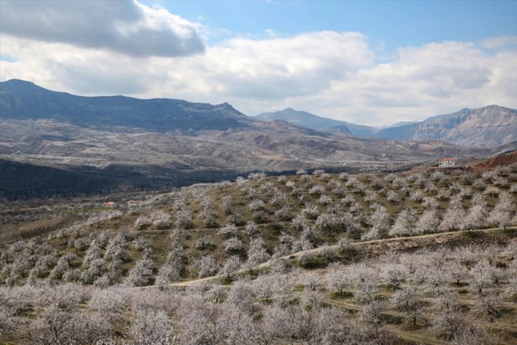 Malatya çiçek açtı
