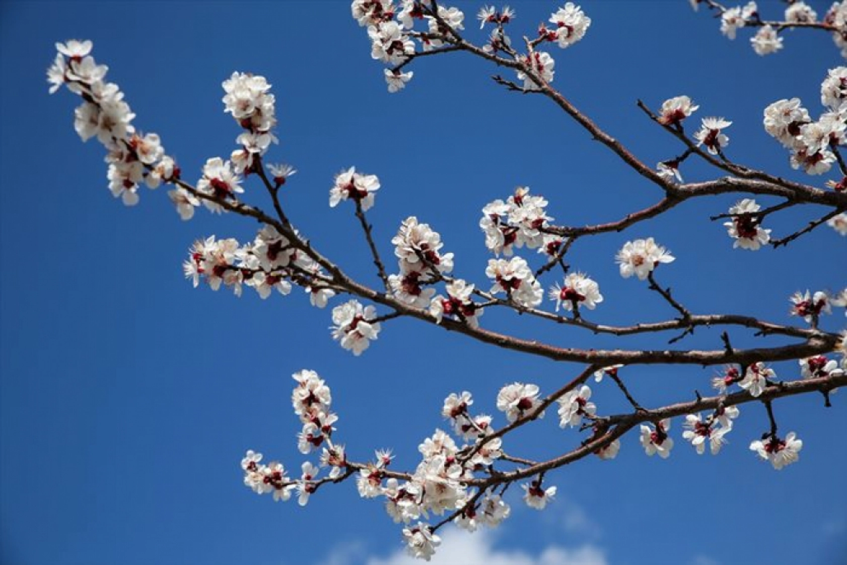 Malatya çiçek açtı