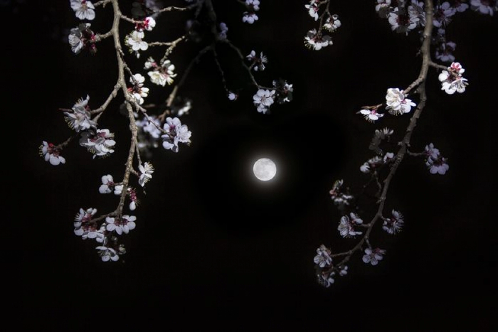 Malatya çiçek açtı