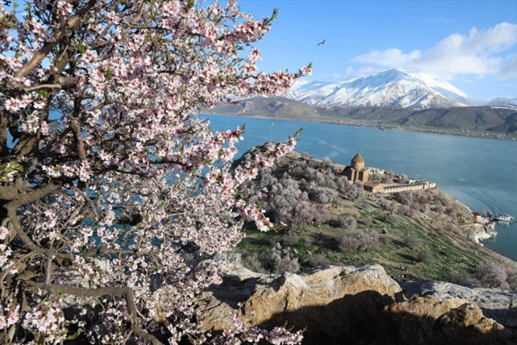 Çiçek açan badem ağaçları Akdamar Adası'nı renklendirdi
