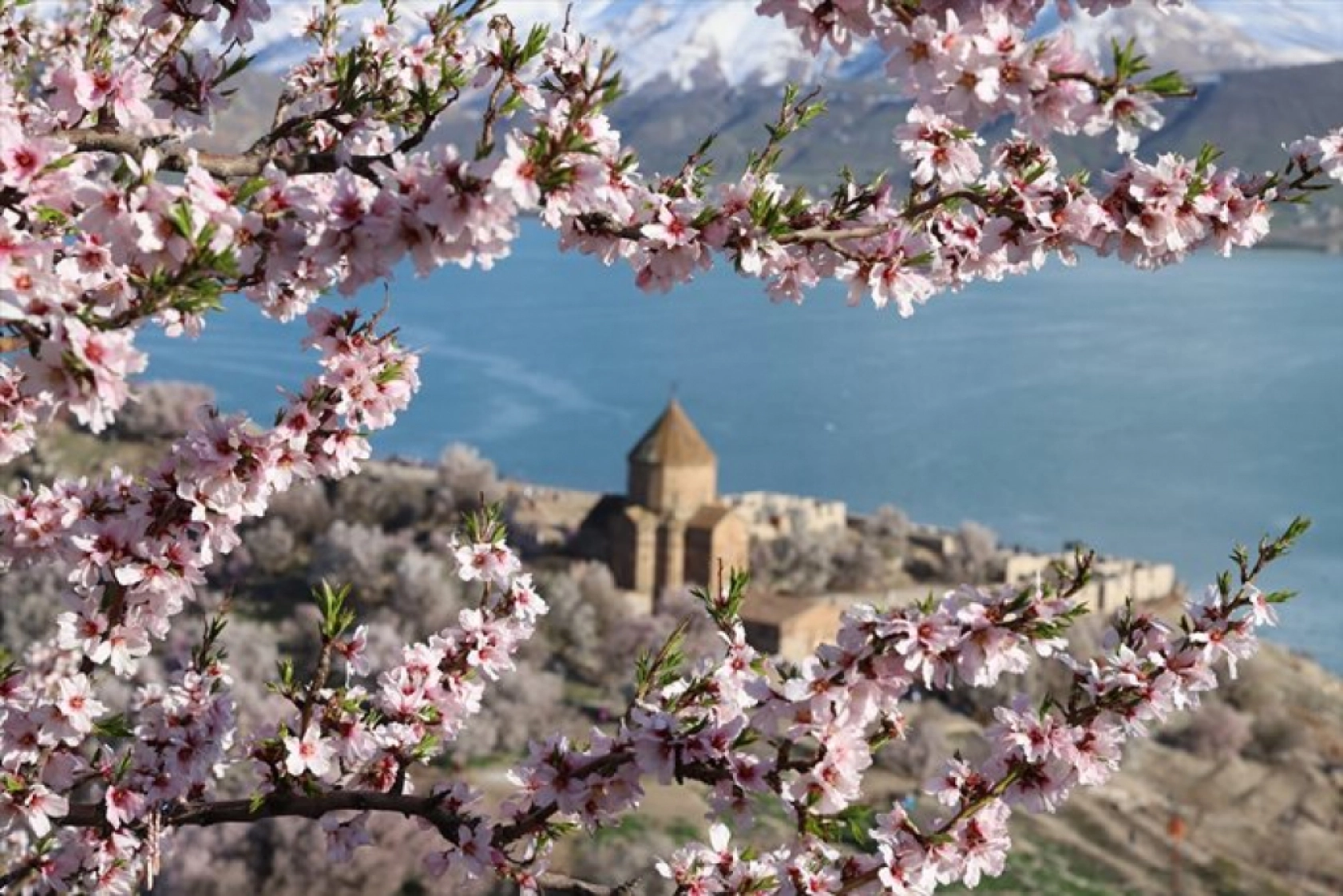 Çiçek açan badem ağaçları Akdamar Adası'nı renklendirdi