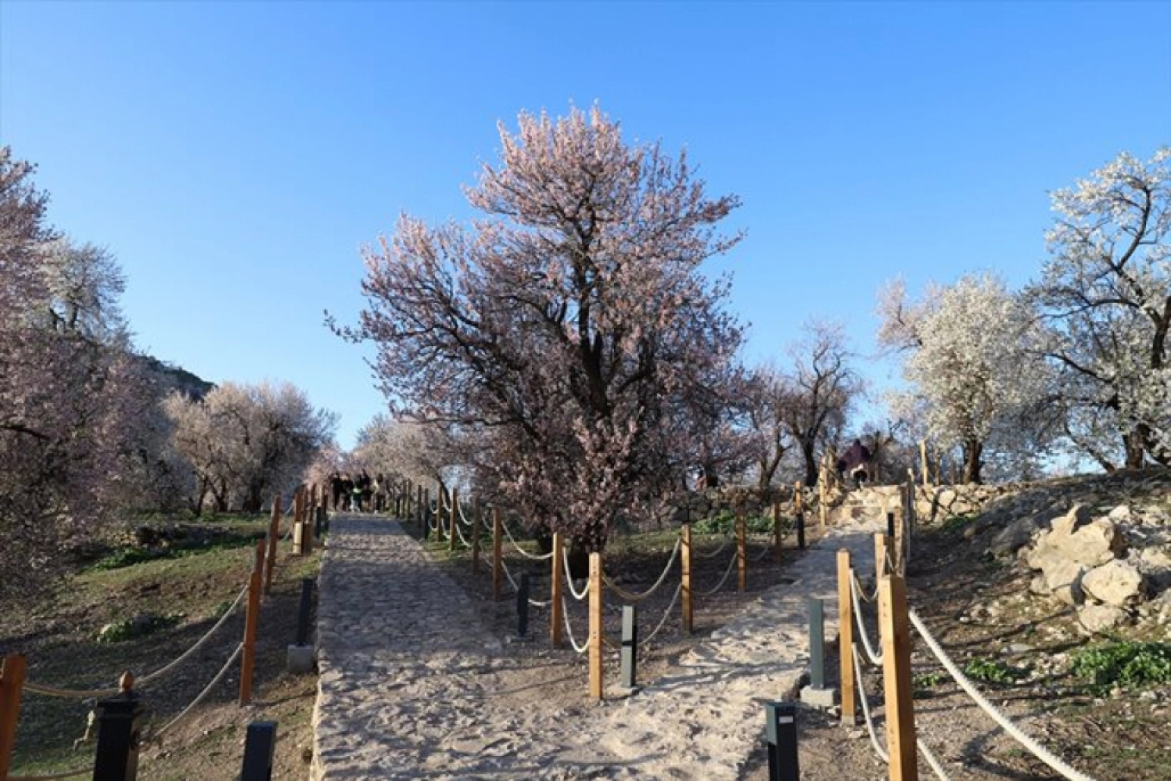 Çiçek açan badem ağaçları Akdamar Adası'nı renklendirdi