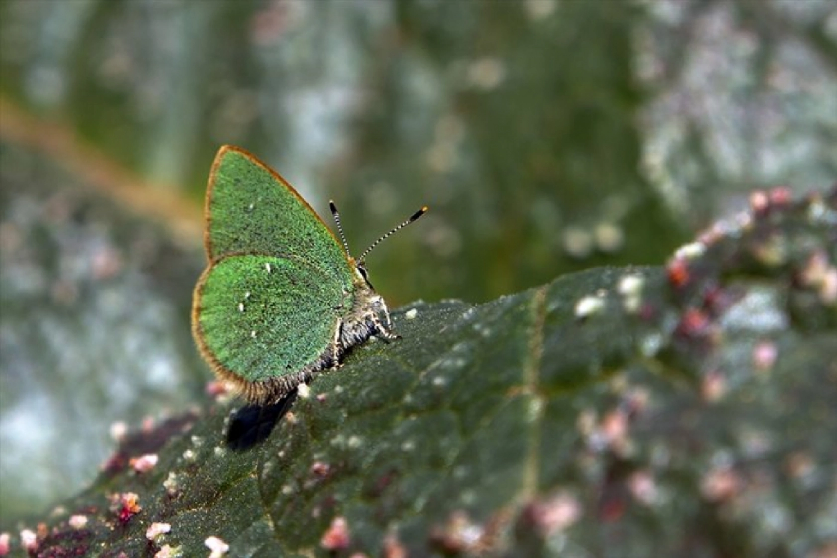Porga Vadisi doğa tutkunları ve fotoğrafçıların ilgisini çekiyor