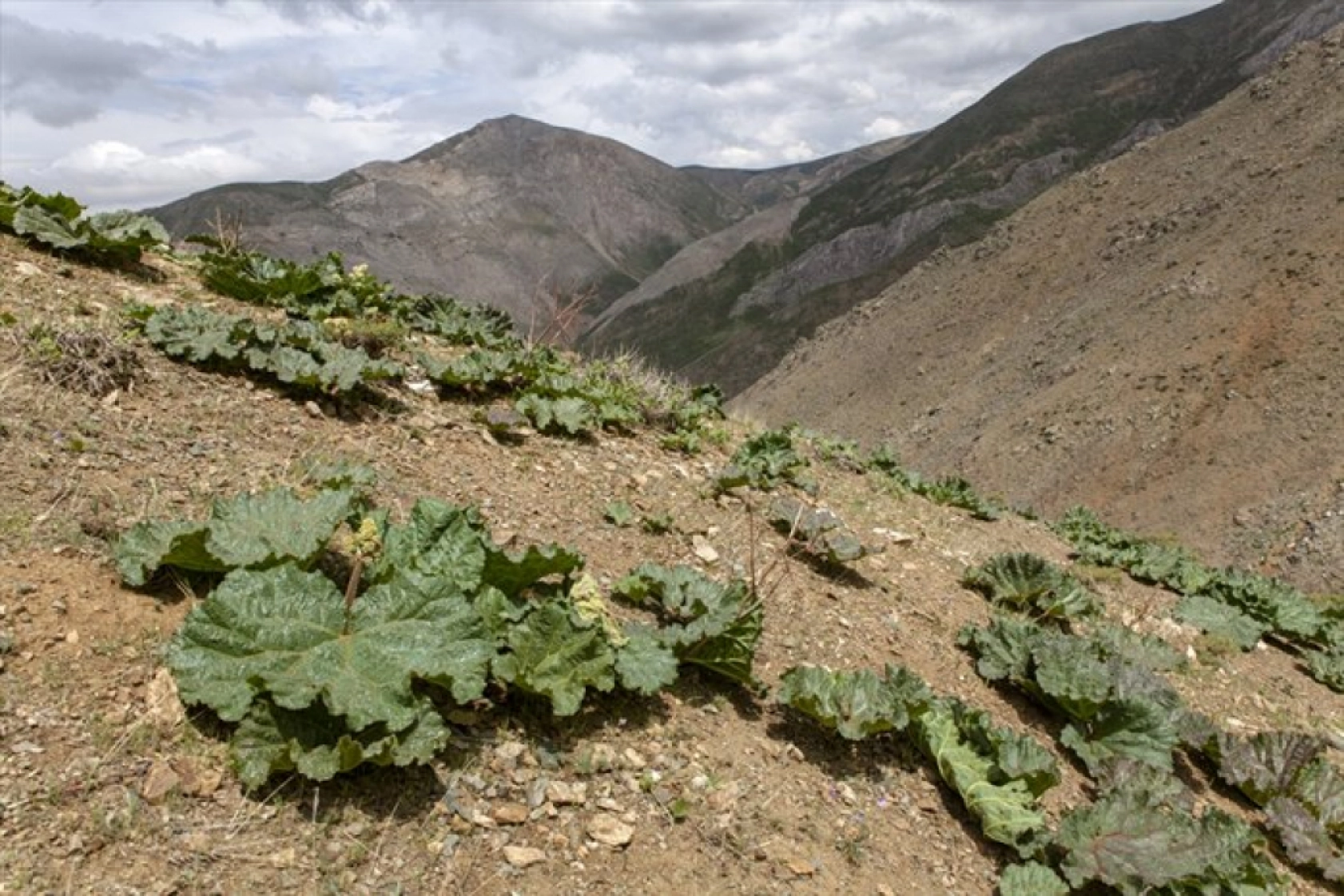 Porga Vadisi doğa tutkunları ve fotoğrafçıların ilgisini çekiyor