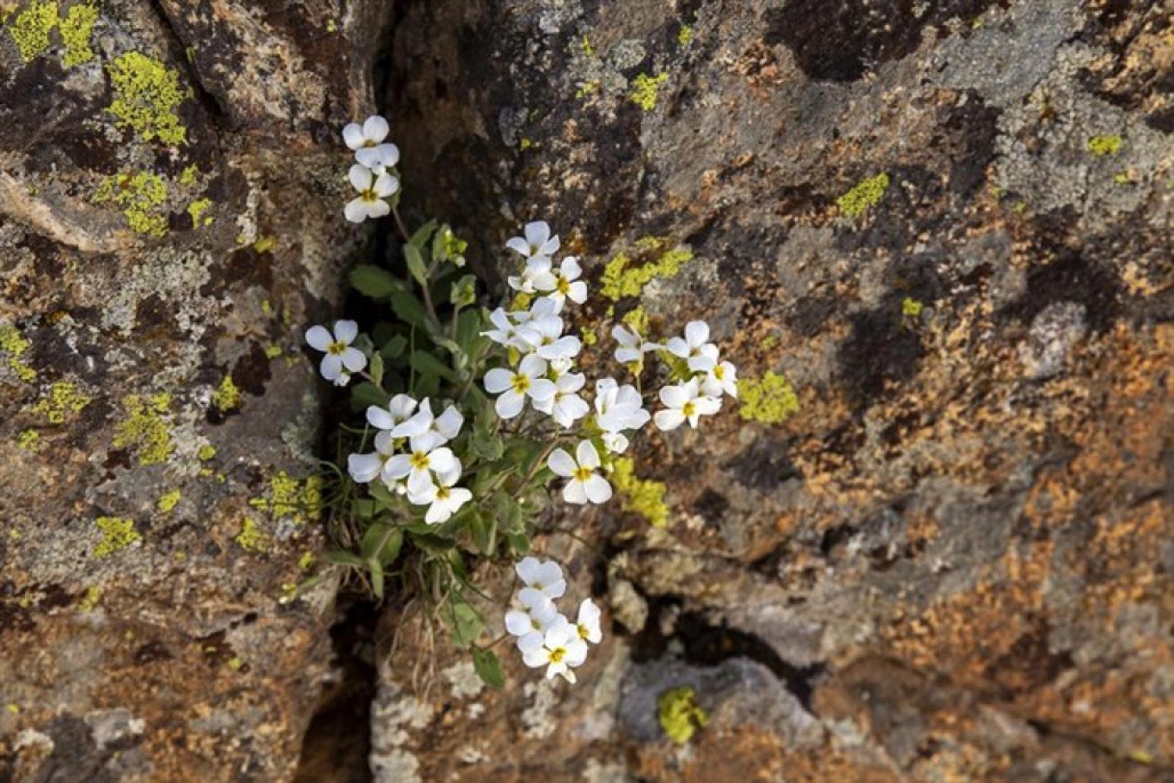 Porga Vadisi doğa tutkunları ve fotoğrafçıların ilgisini çekiyor