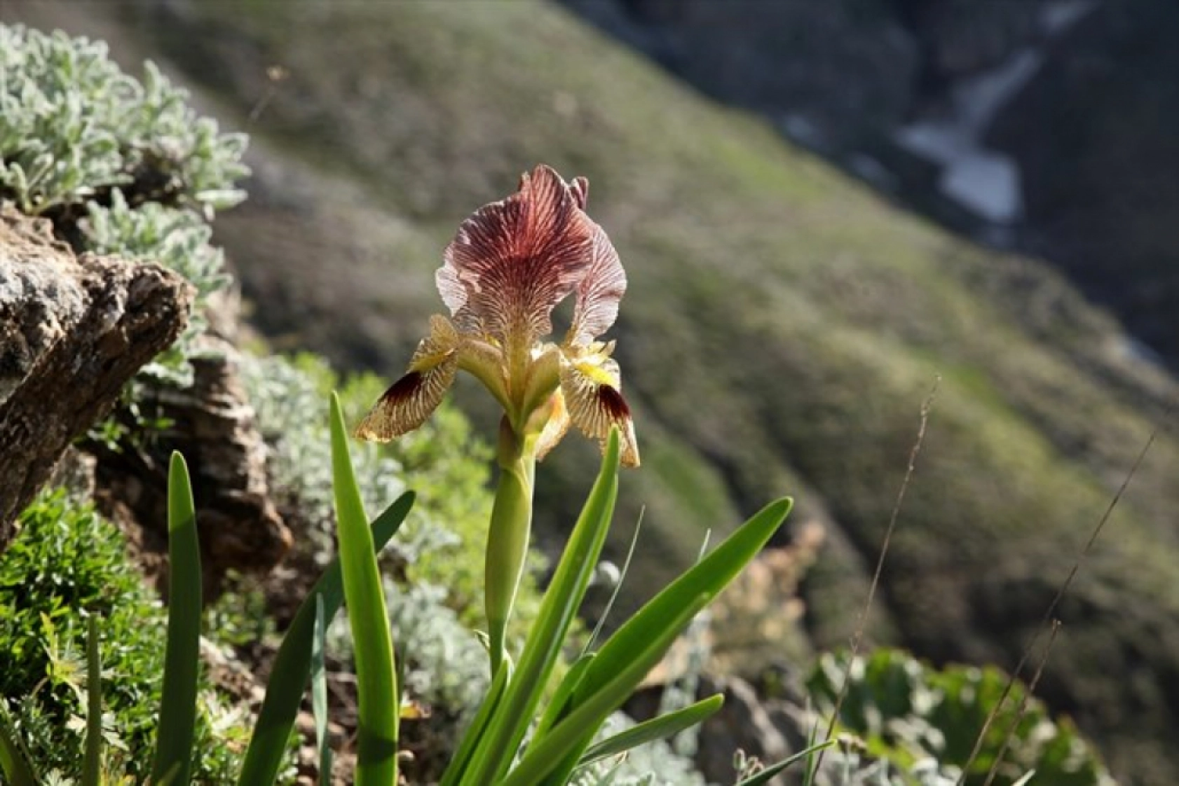 Porga Vadisi doğa tutkunları ve fotoğrafçıların ilgisini çekiyor