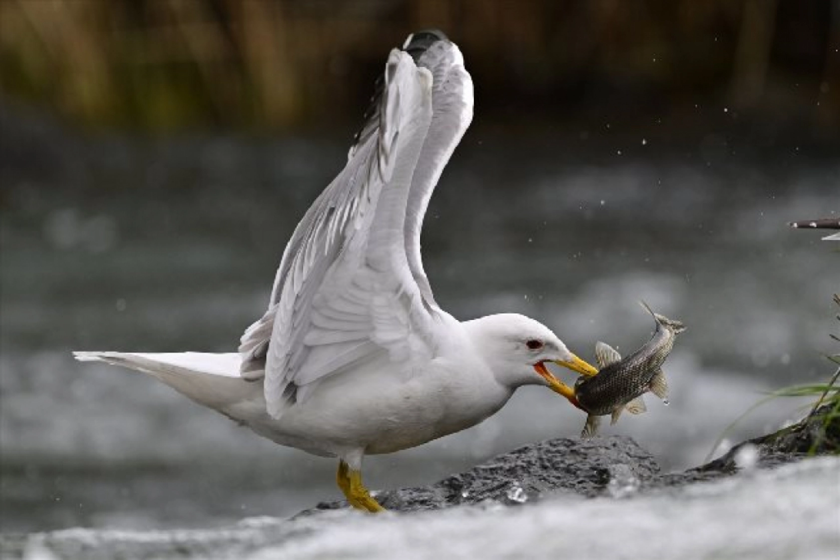 Gölü'nün kaçak avcıları martılar