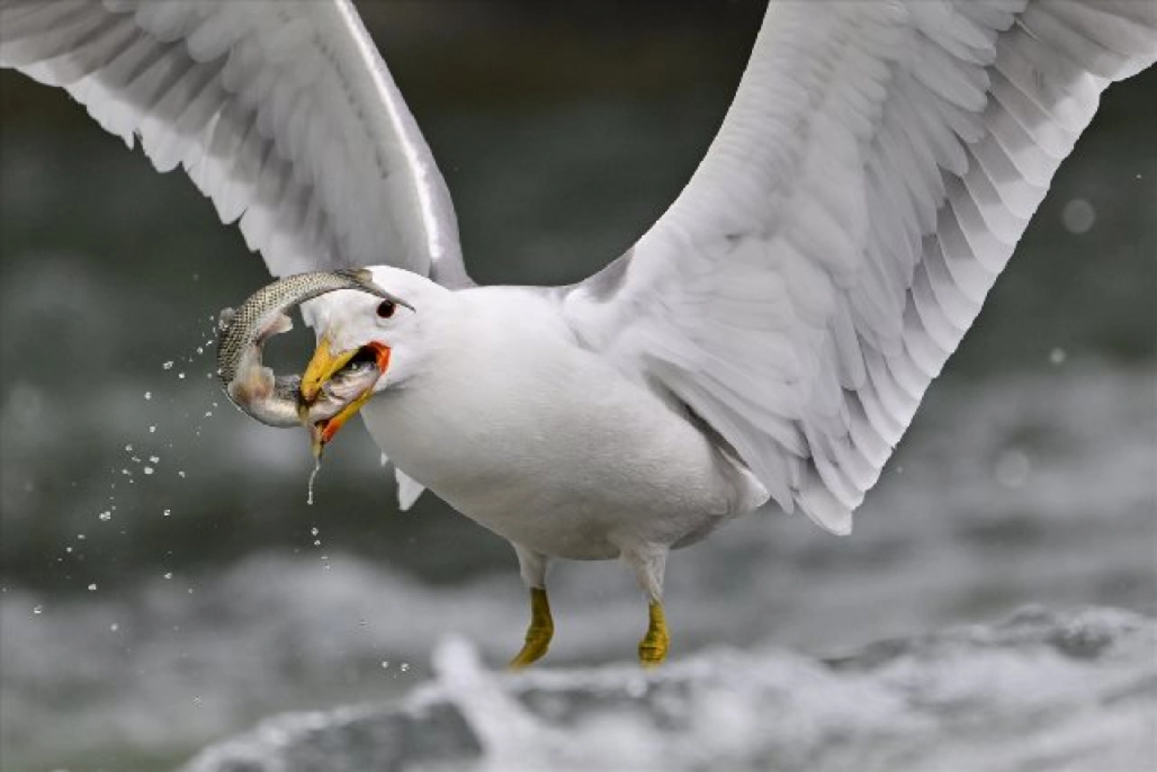 Gölü'nün kaçak avcıları martılar