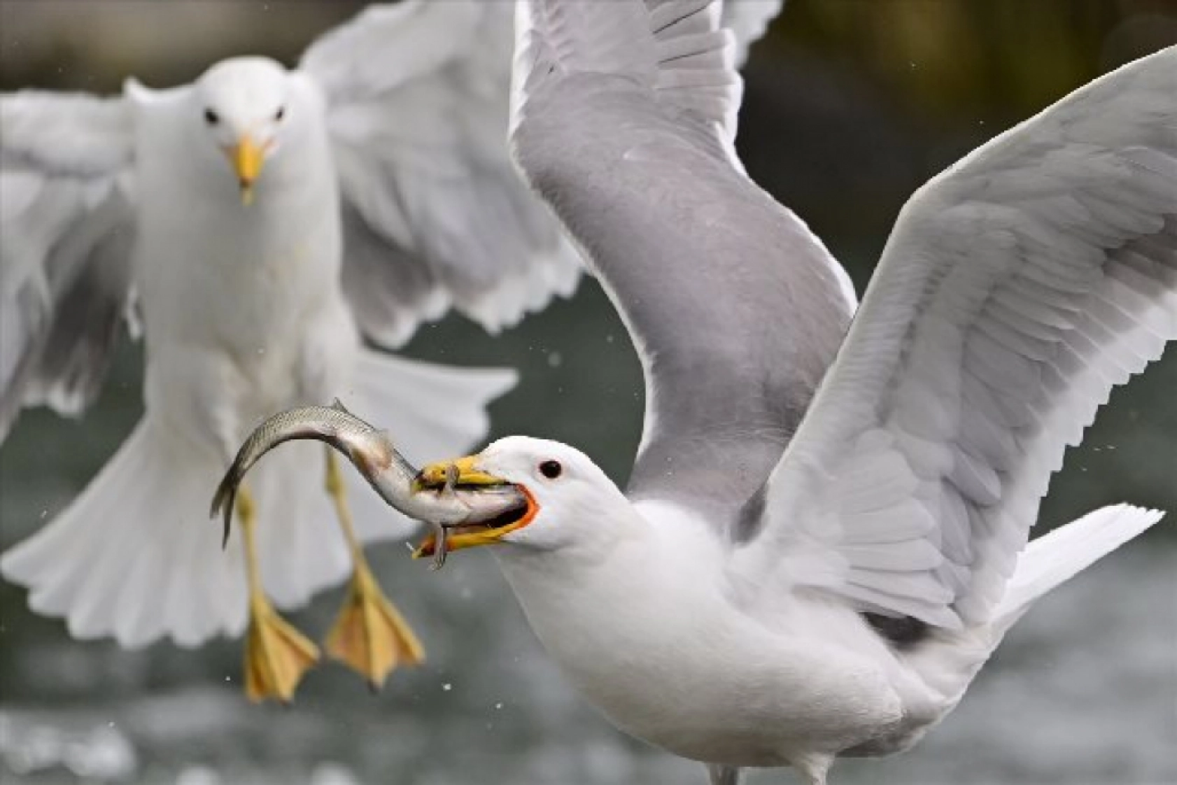 Gölü'nün kaçak avcıları martılar