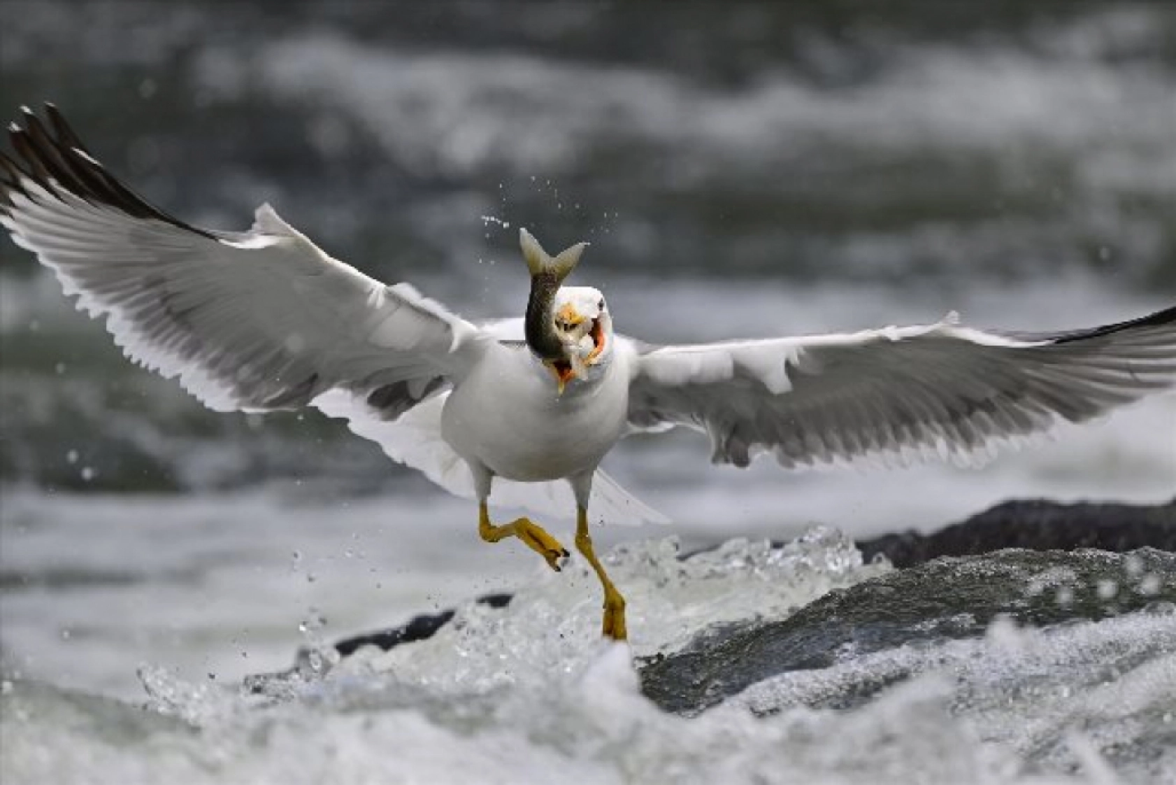 Gölü'nün kaçak avcıları martılar