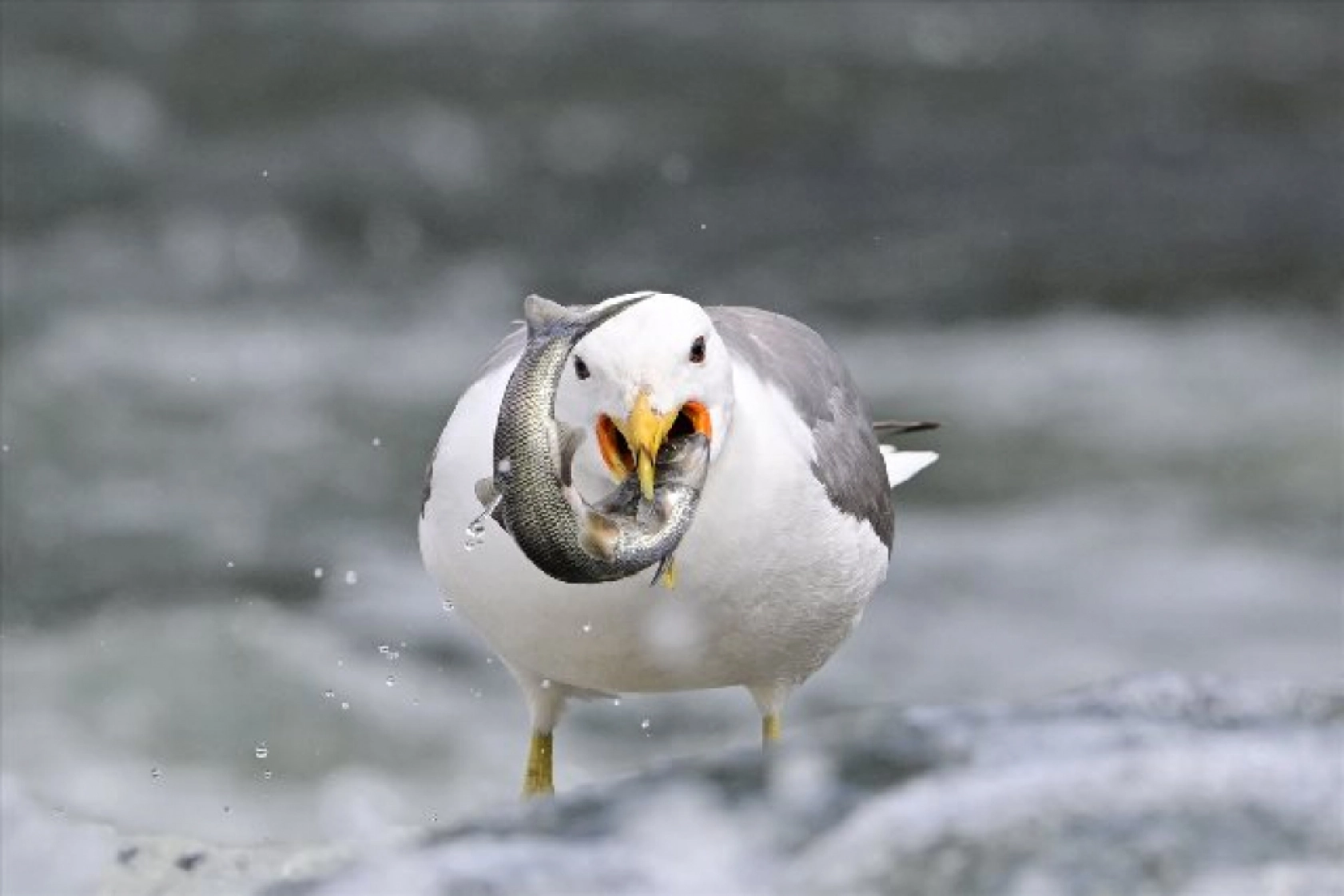 Gölü'nün kaçak avcıları martılar