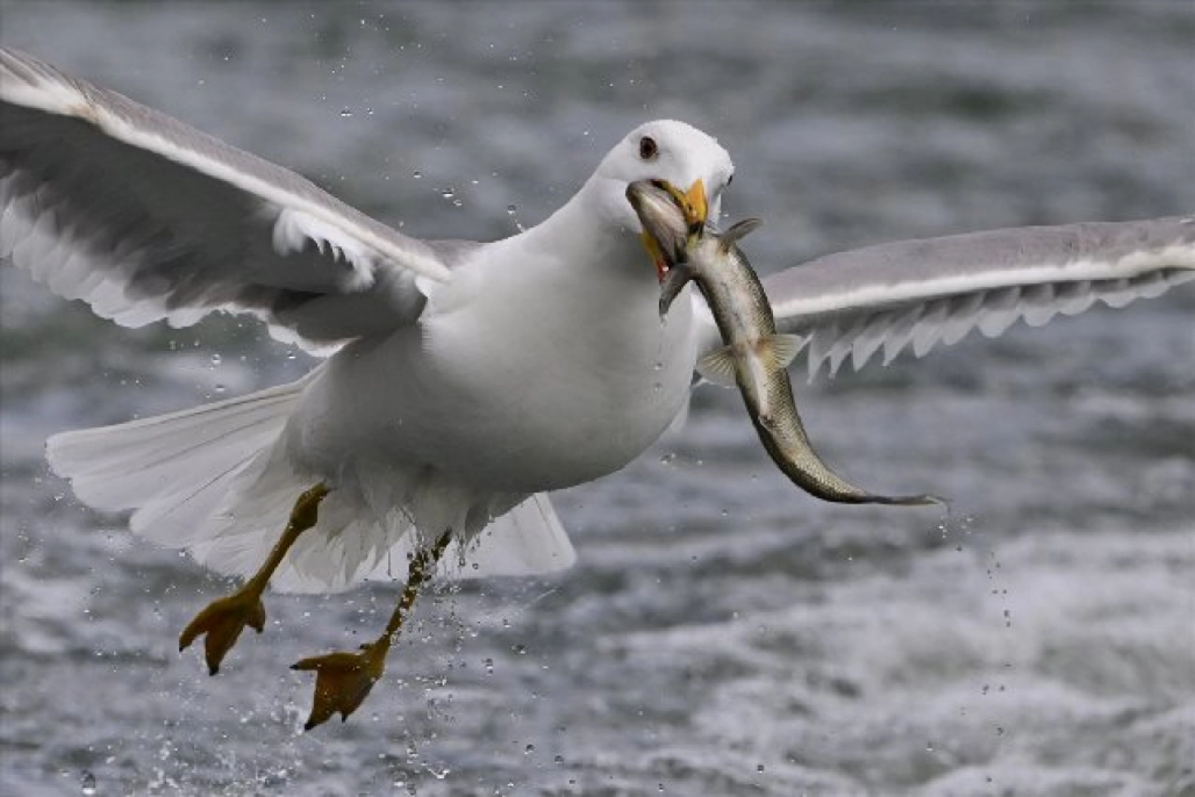 Gölü'nün kaçak avcıları martılar