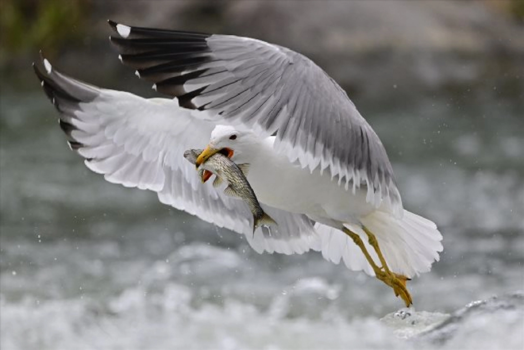Gölü'nün kaçak avcıları martılar